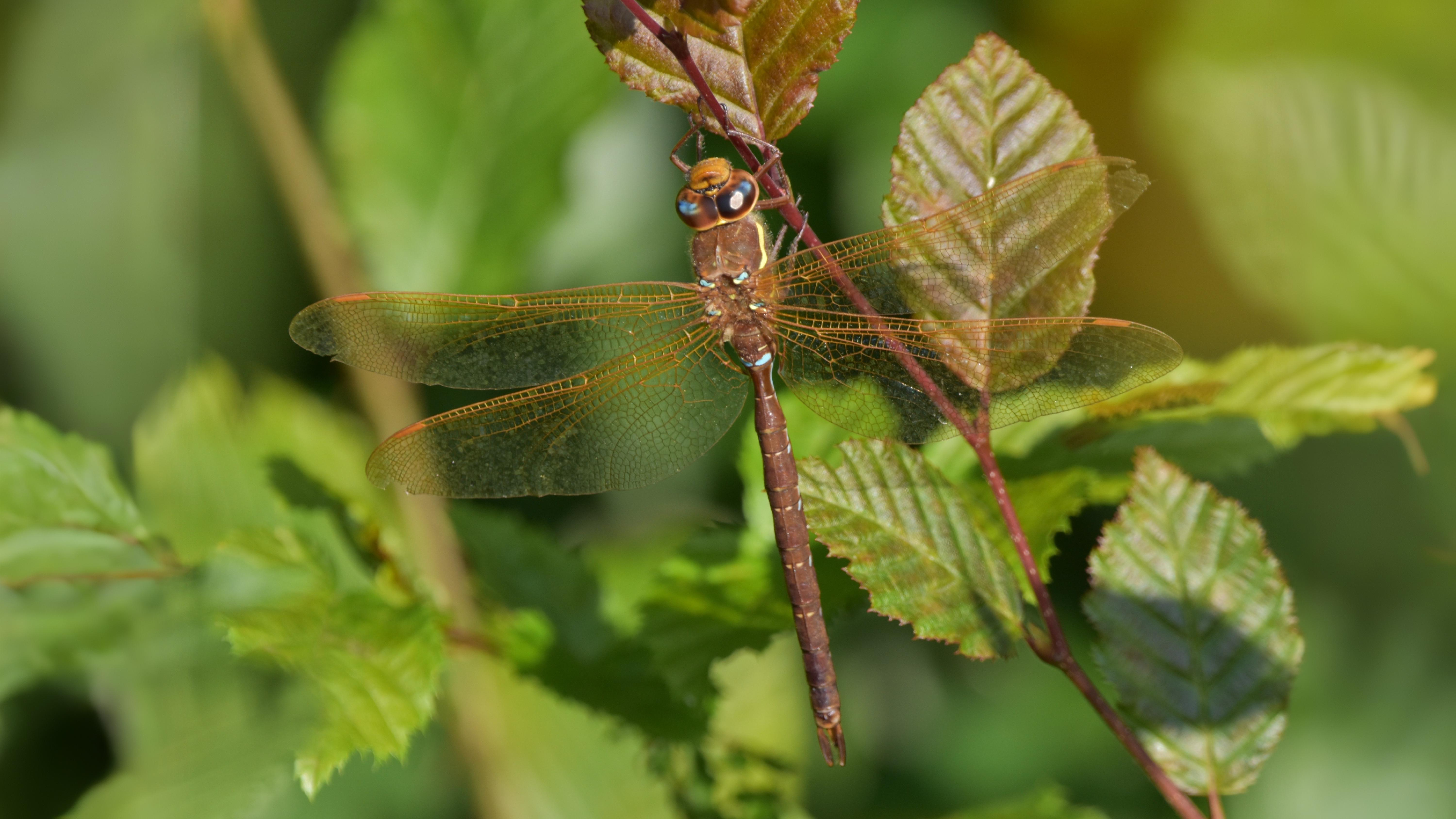 25-Sept Dragonfly Days Dwindle Section Image