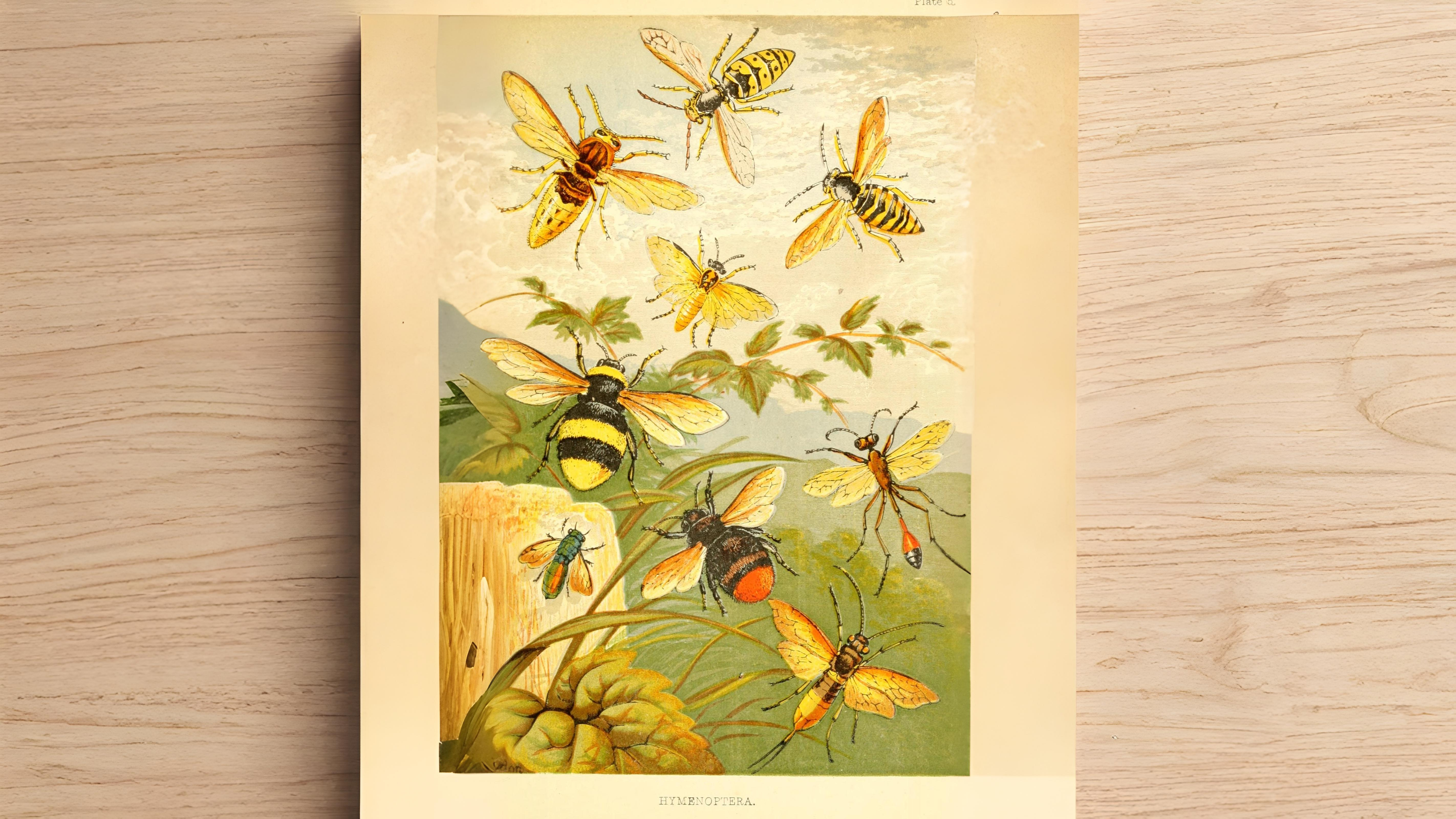 26-Sept September’s Stinging Shadows Section Image