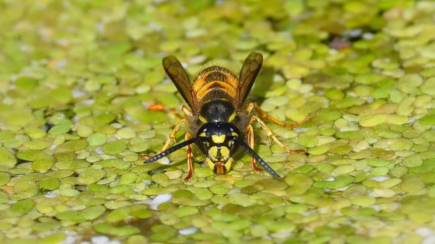 26-Sept September’s Stinging Shadows Section Image