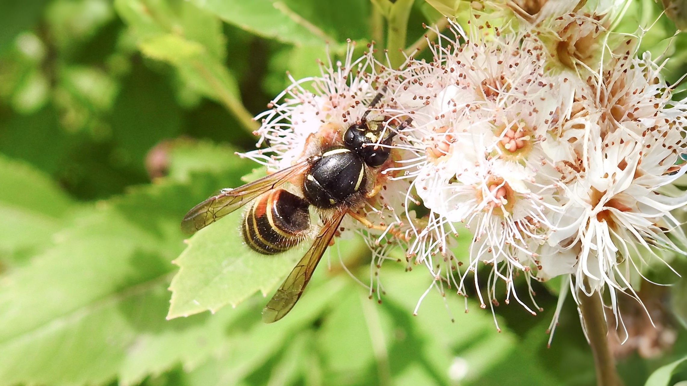26-Sept September’s Stinging Shadows Section Image