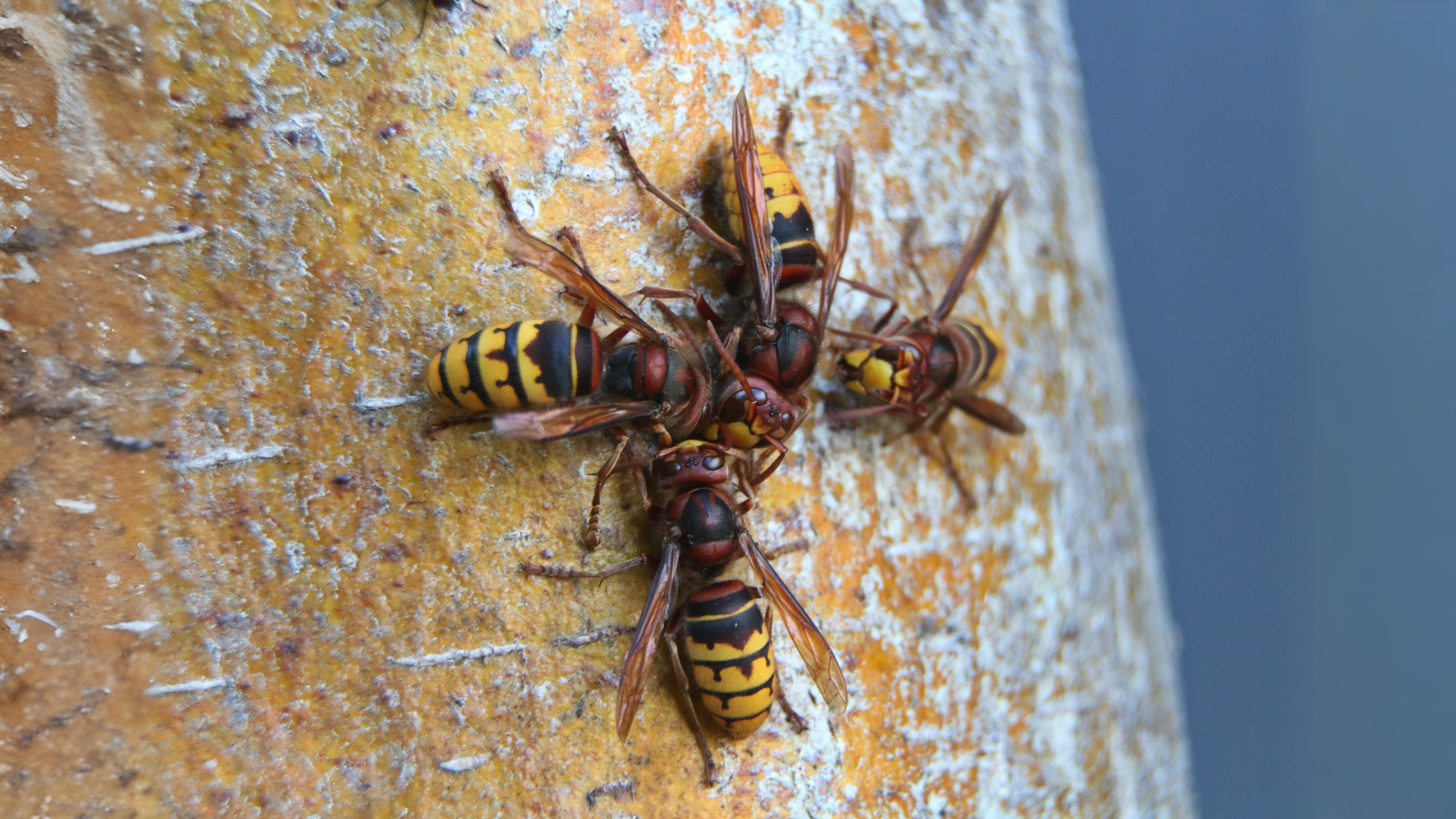 26-Sept September’s Stinging Shadows Section Image