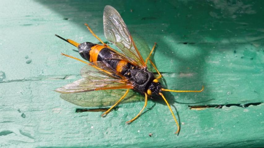 26-Sept September’s Stinging Shadows Section Image