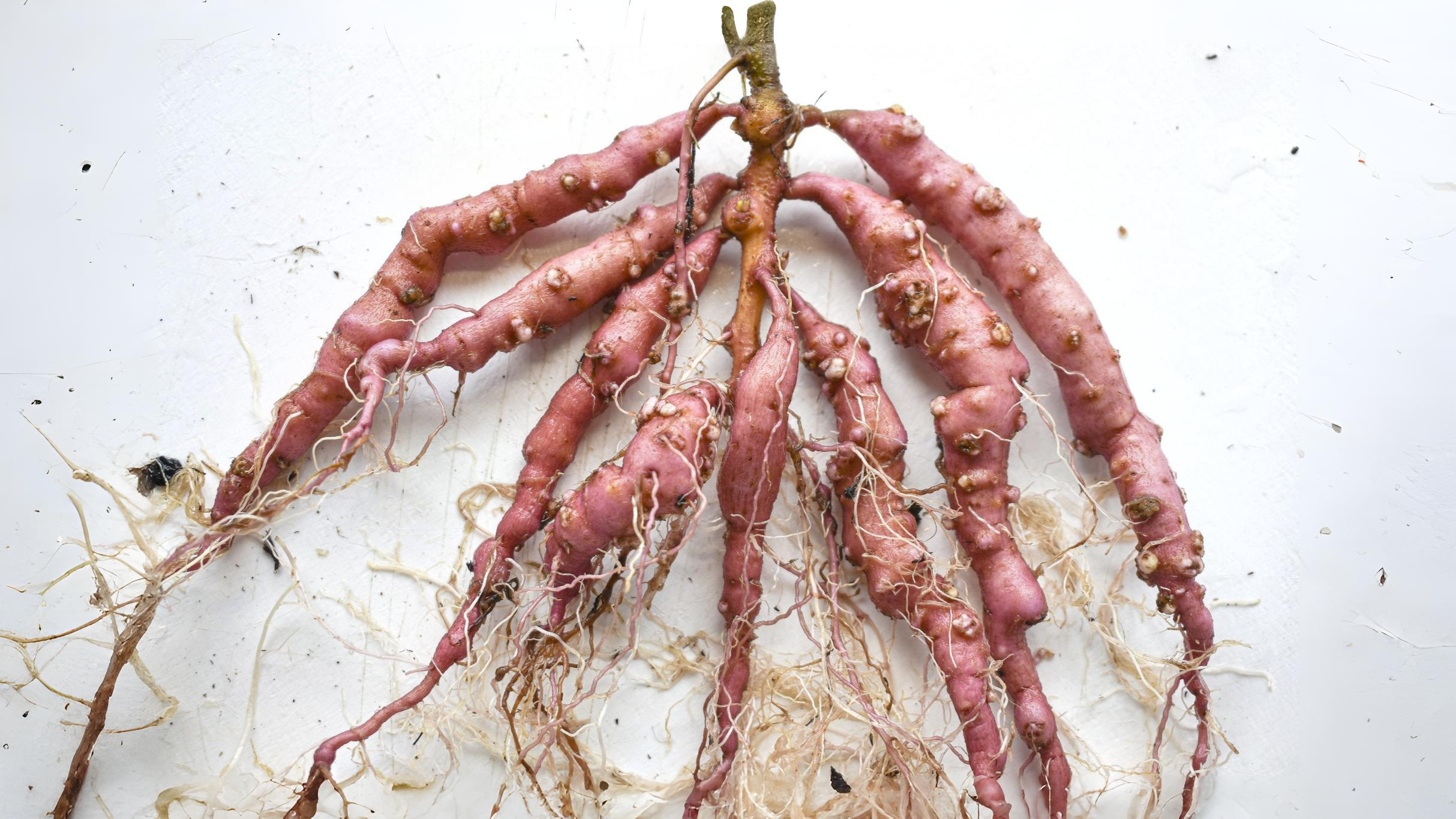 27-Sept September’s Hidden Invaders Section Image