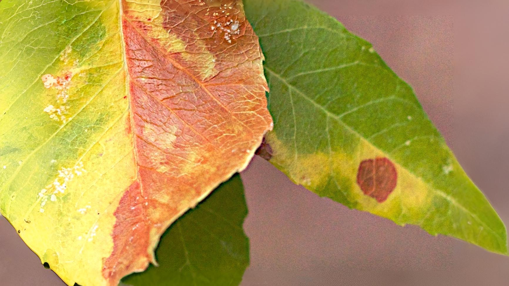 27-Sept September’s Hidden Invaders Section Image