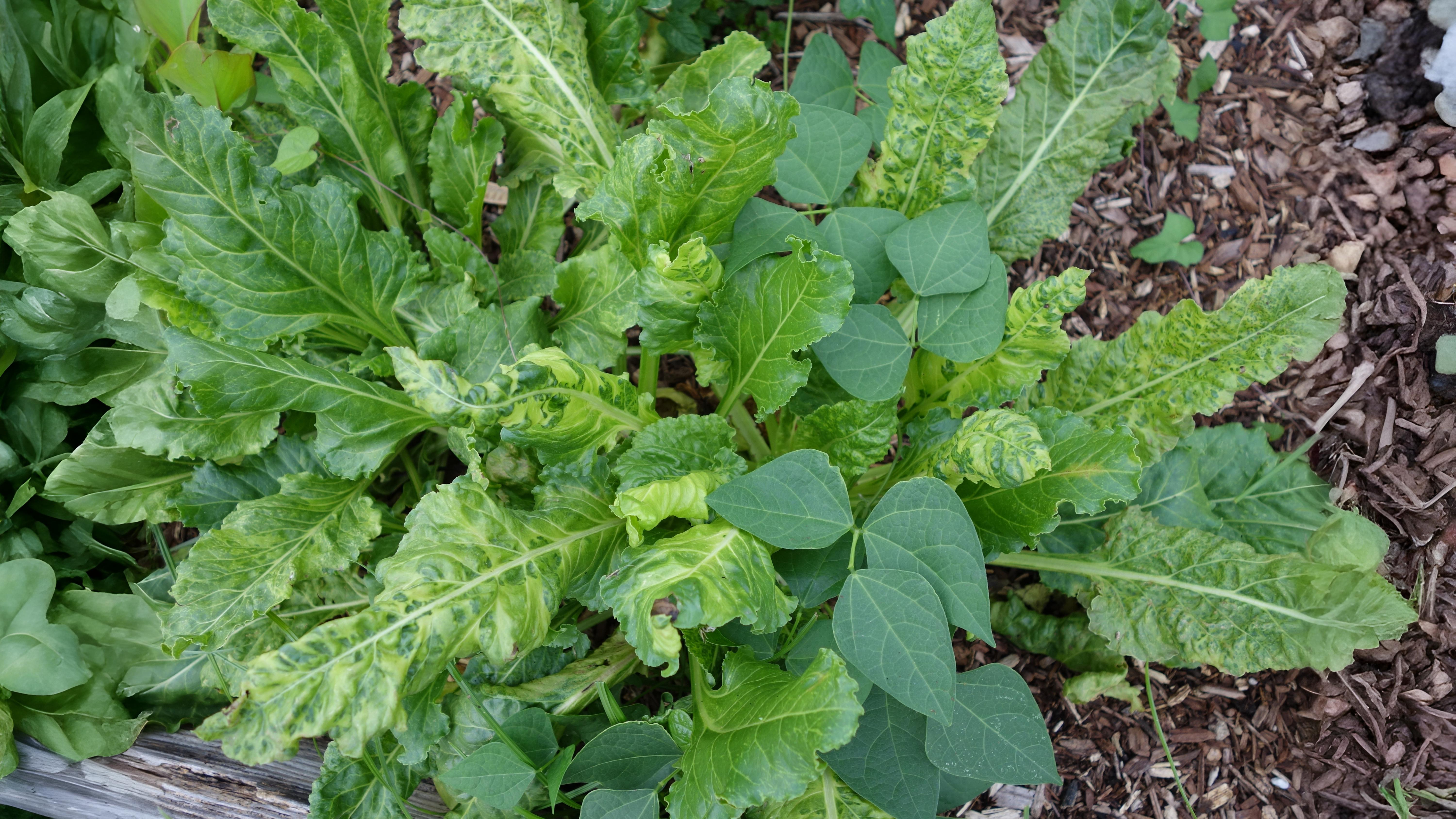 27-Sept September’s Hidden Invaders Section Image