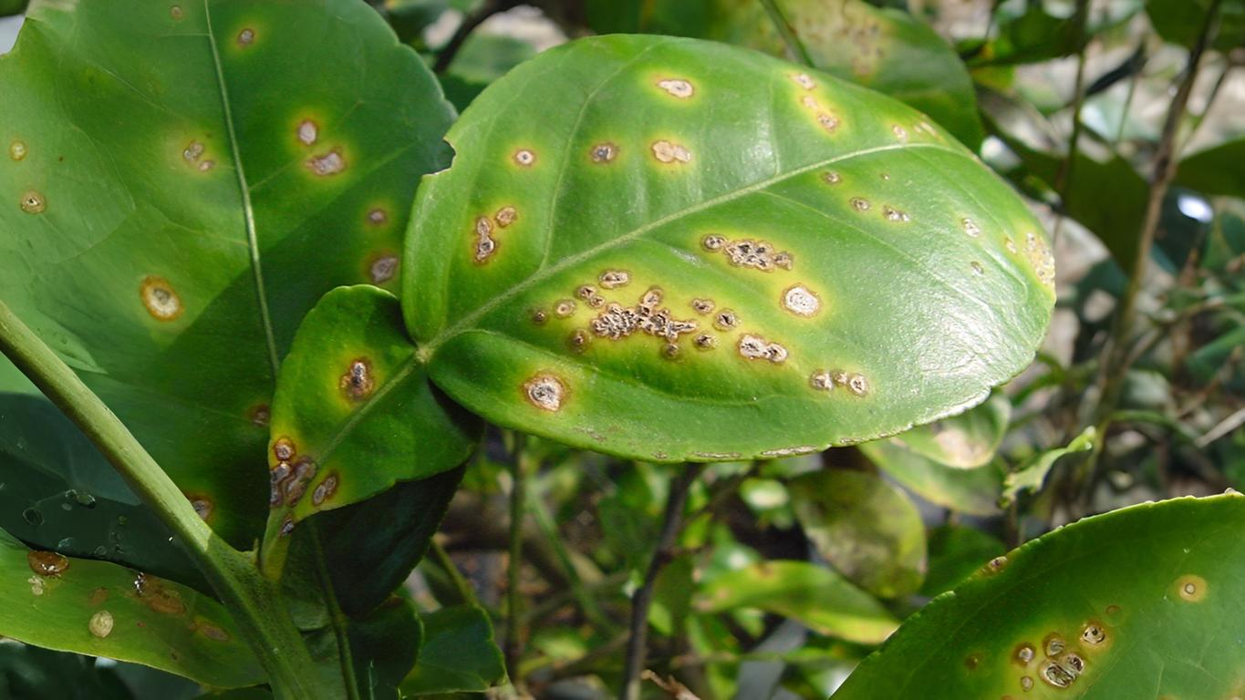 27-Sept September’s Hidden Invaders Section Image