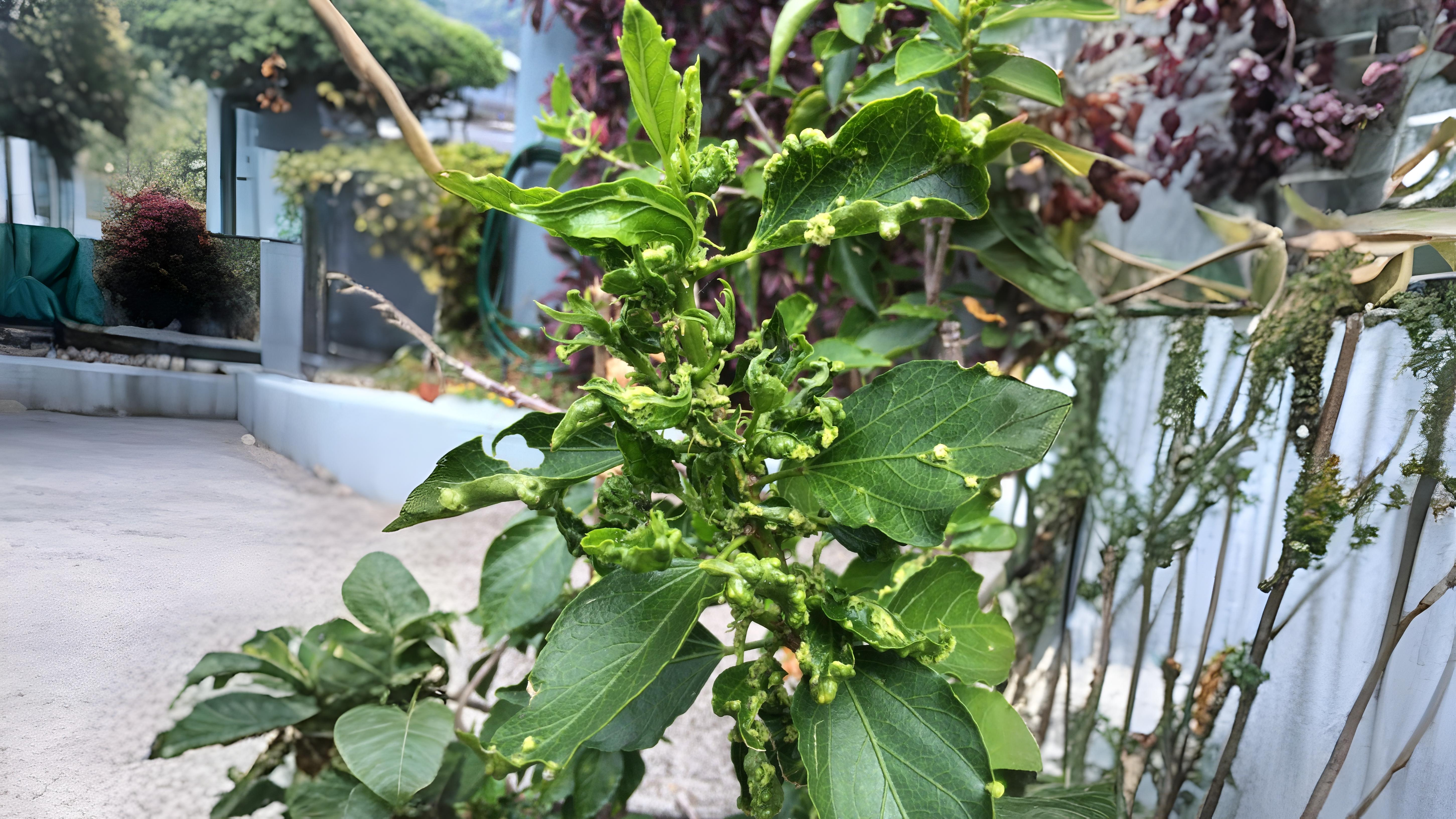 27-Sept September’s Hidden Invaders Section Image