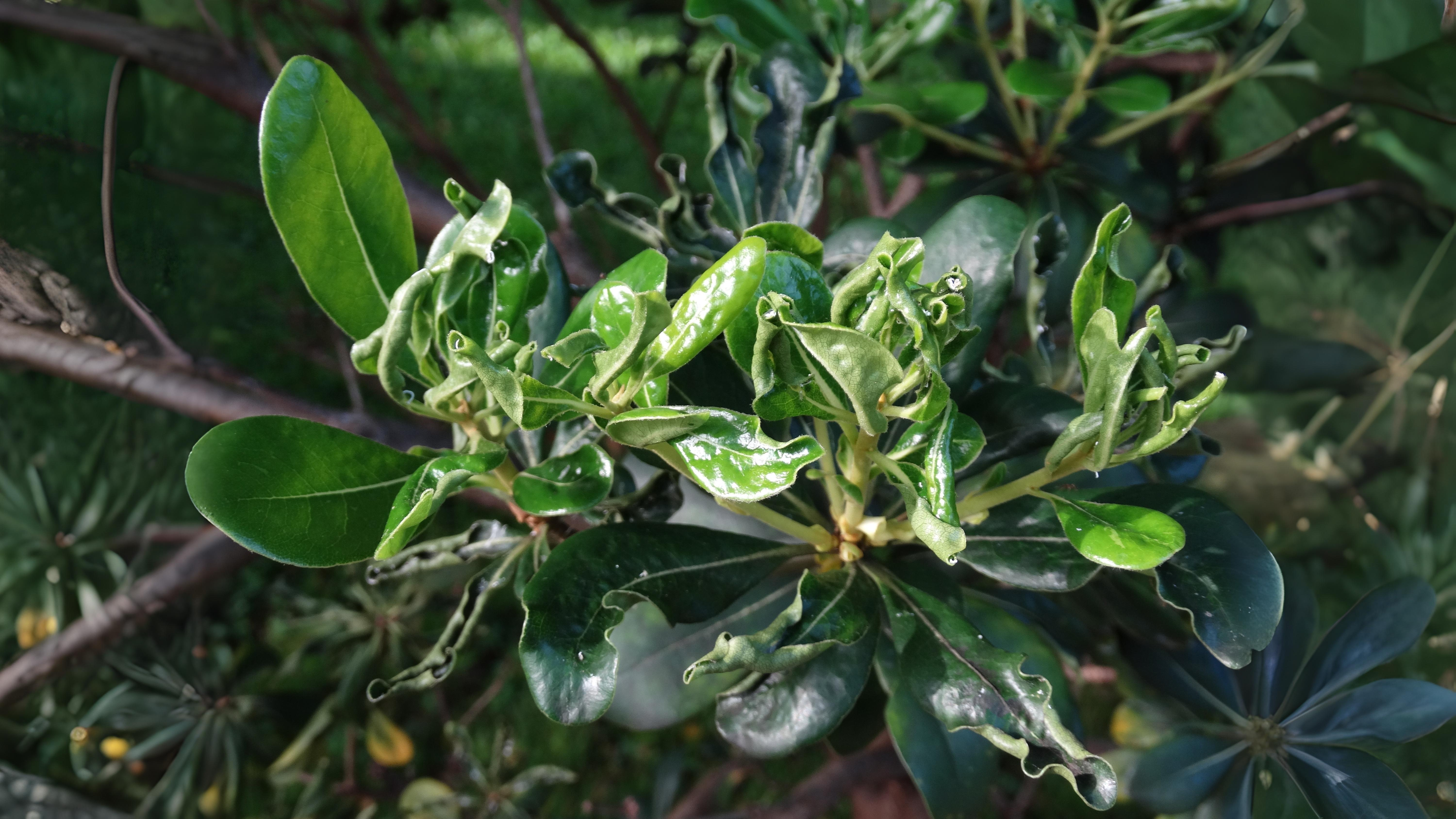 27-Sept September’s Hidden Invaders Section Image