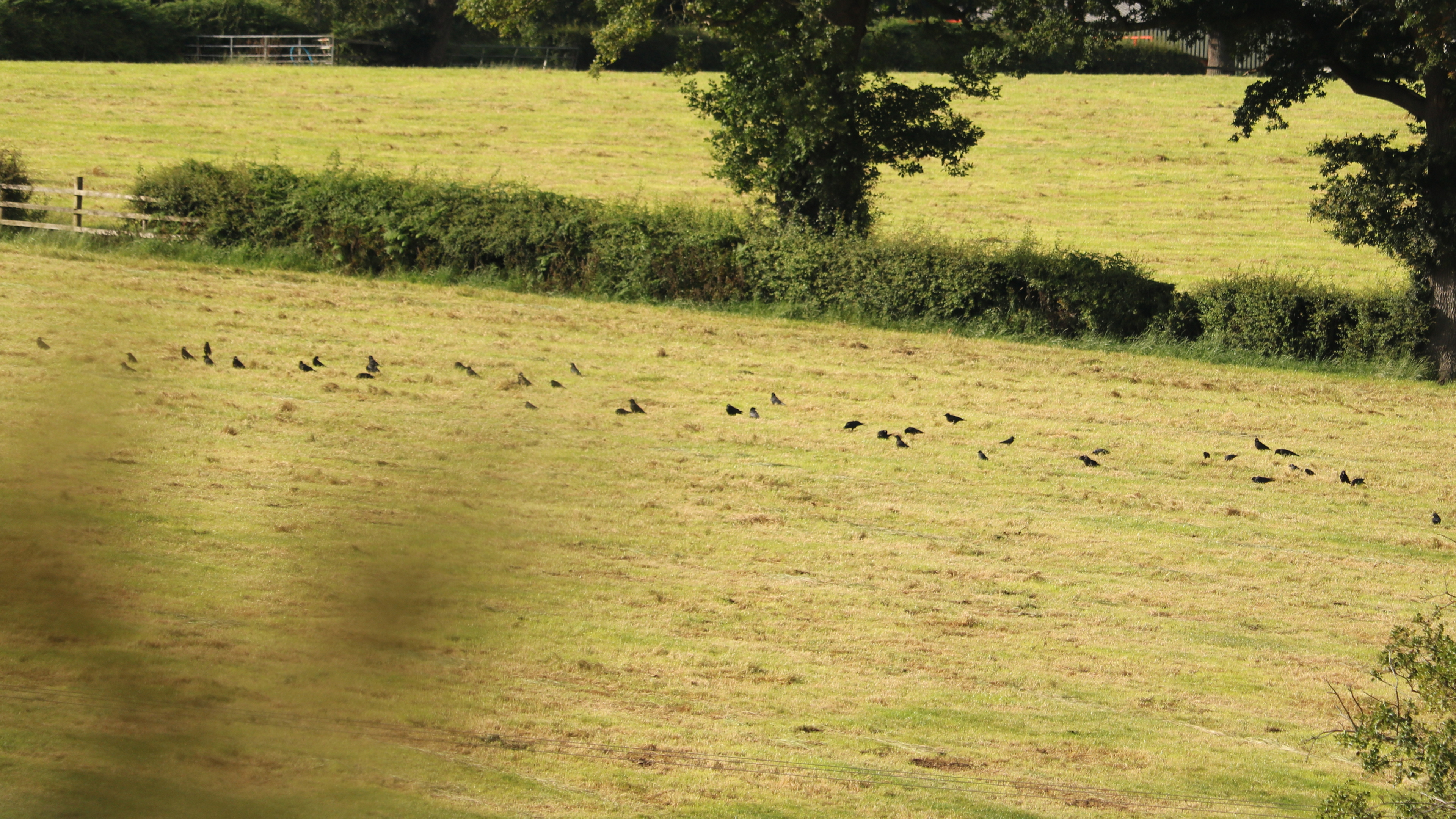 27-Sept September’s Hidden Invaders Section Image