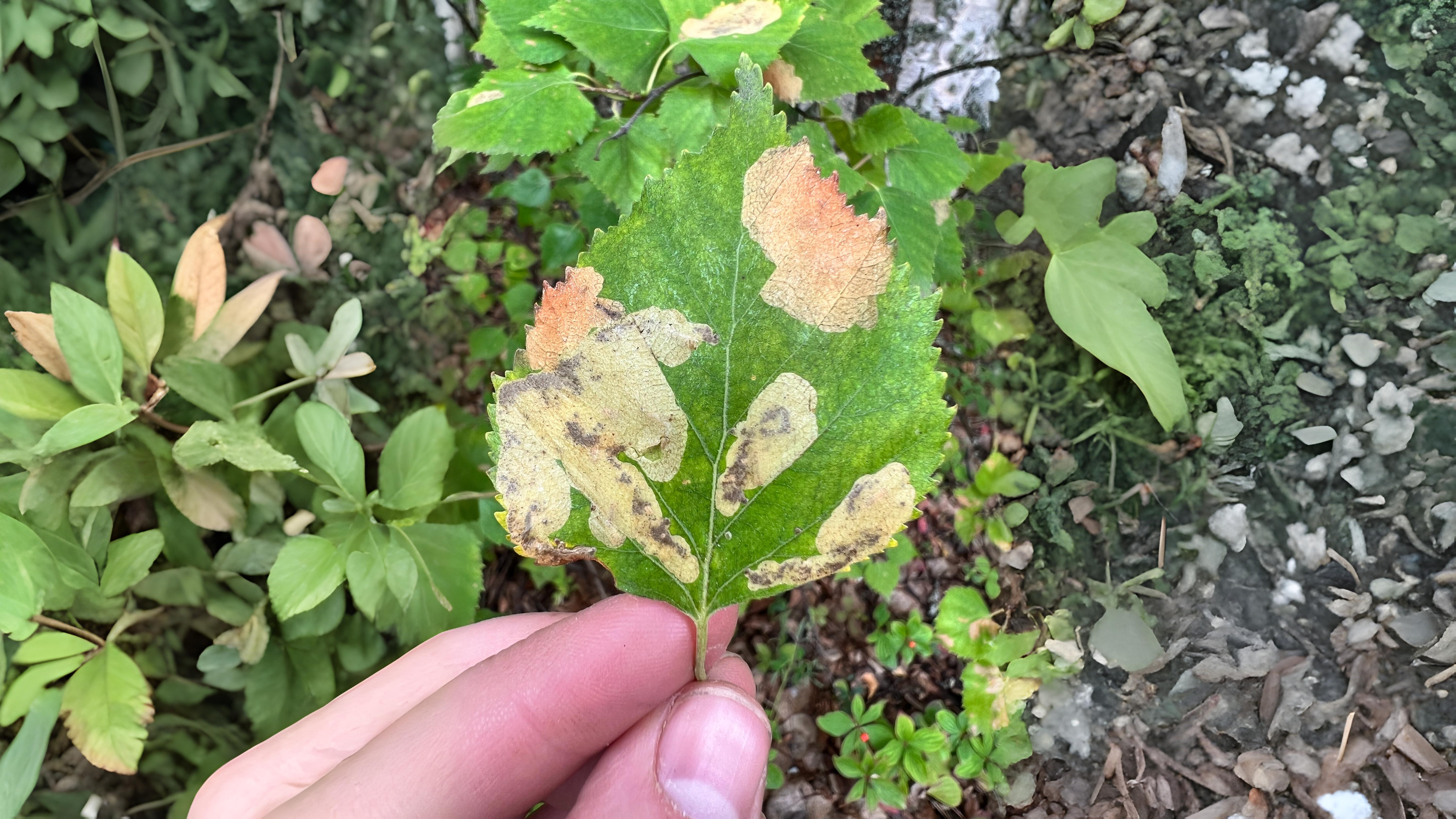 28-Sept The Secret Lives of Leaf Miners Section Image