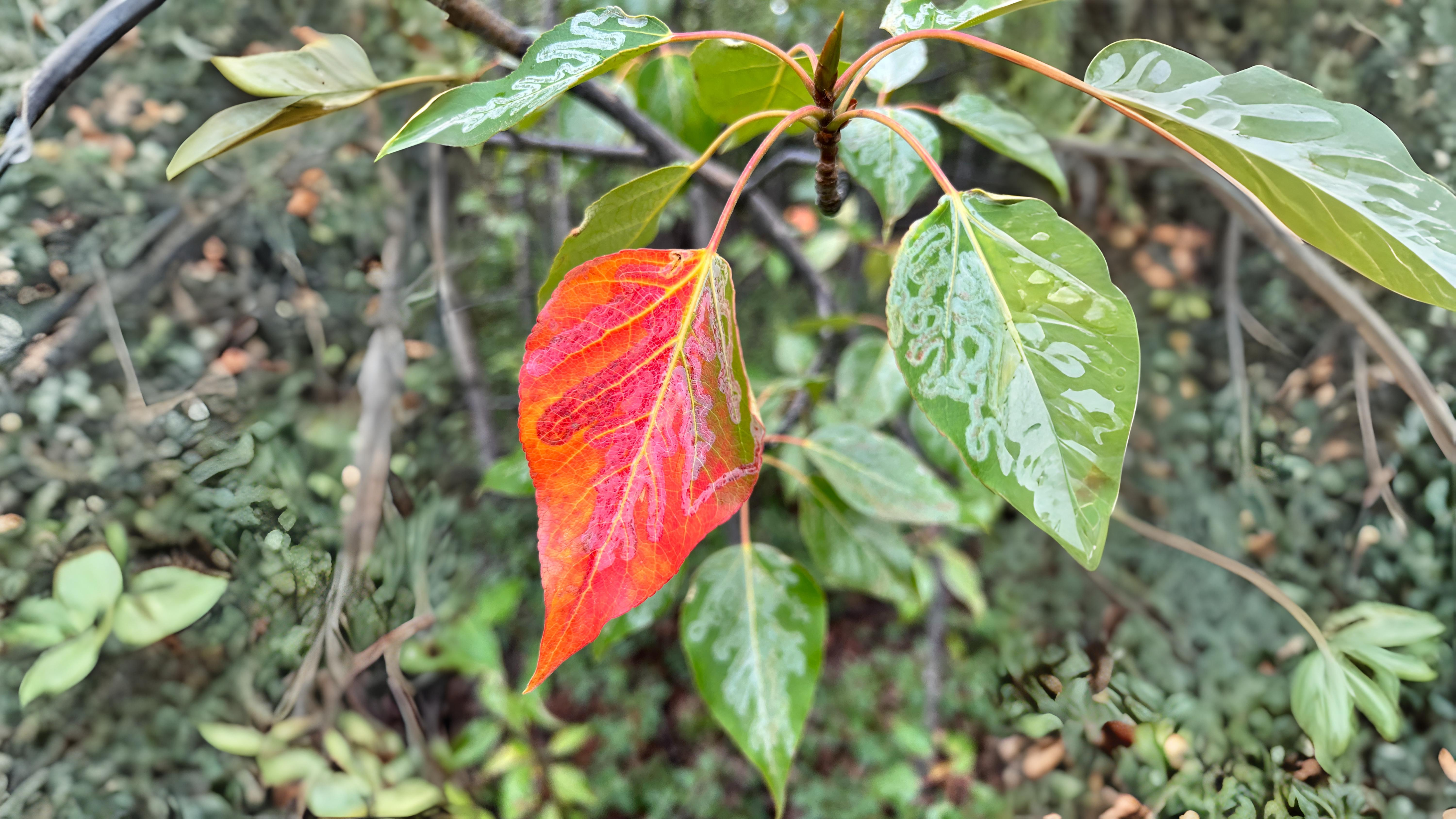 28-Sept The Secret Lives of Leaf Miners Section Image
