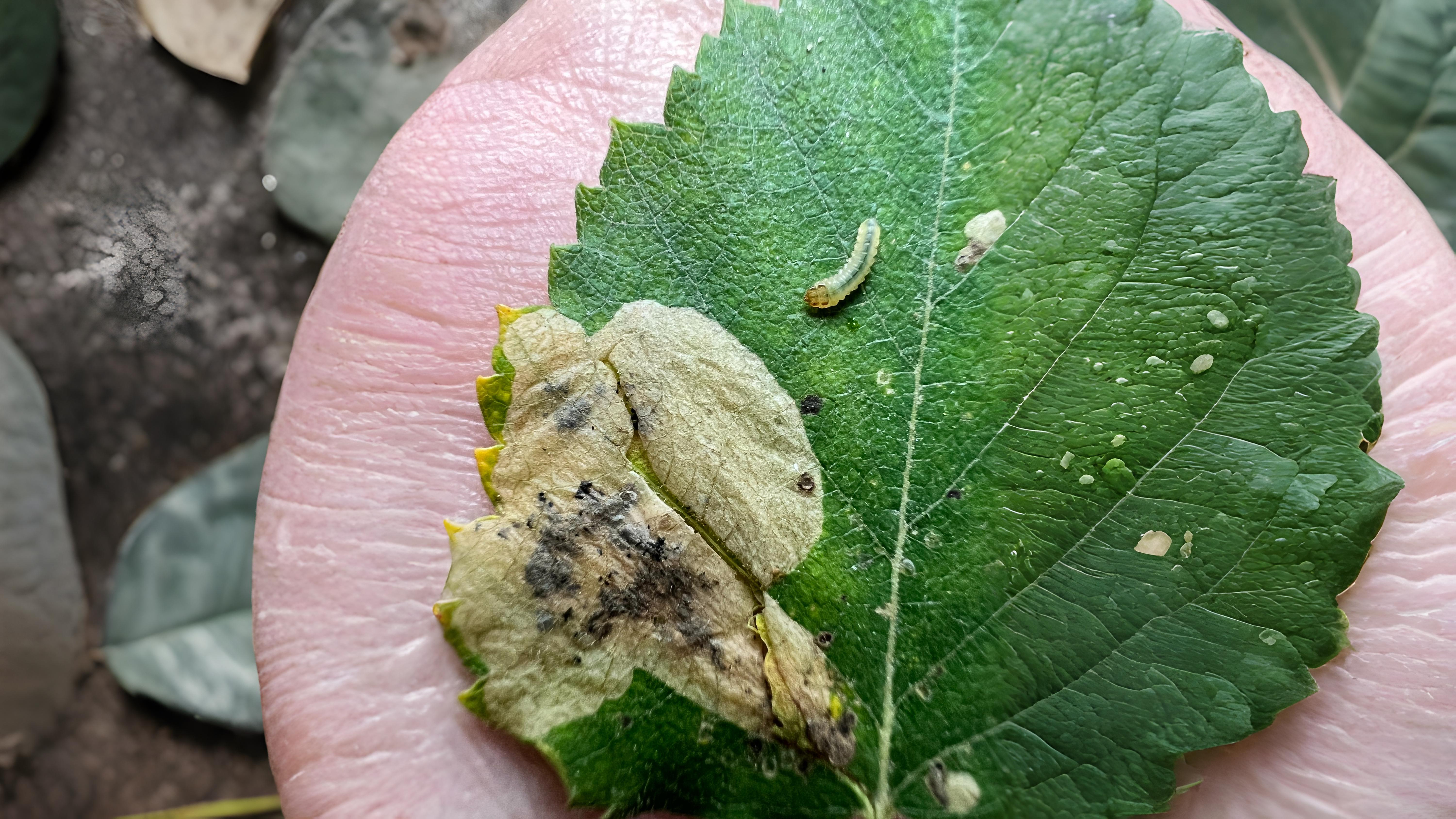 28-Sept The Secret Lives of Leaf Miners Section Image