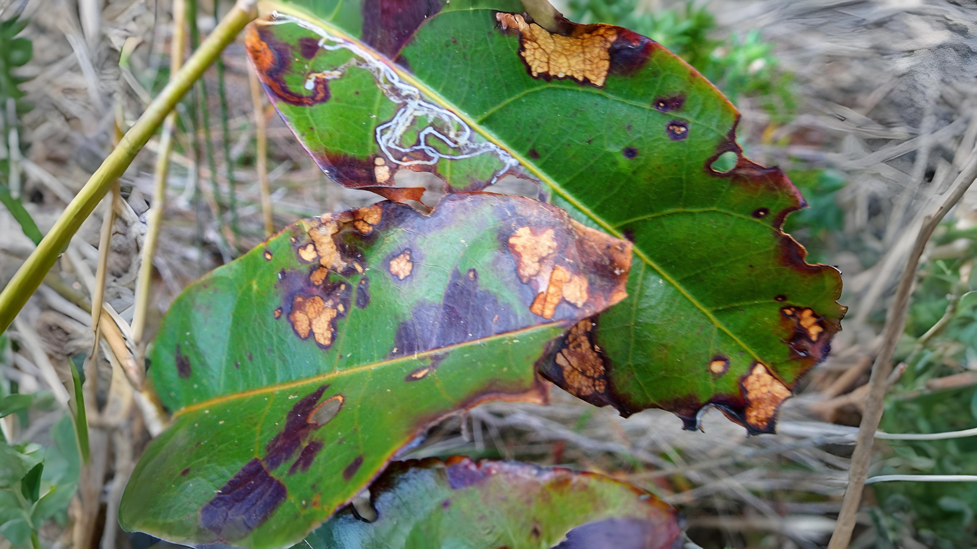 28-Sept The Secret Lives of Leaf Miners Section Image