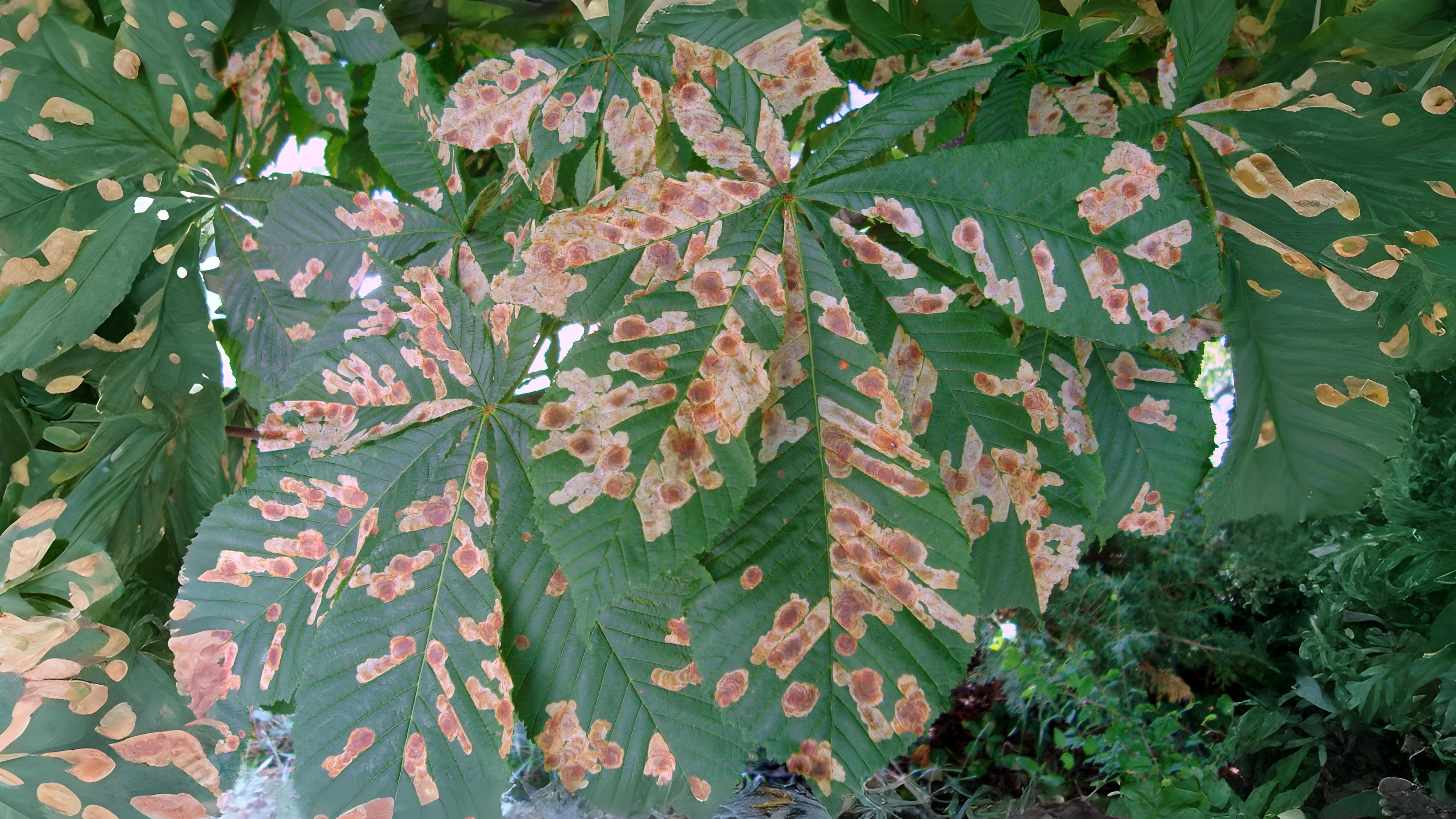 28-Sept The Secret Lives of Leaf Miners Section Image