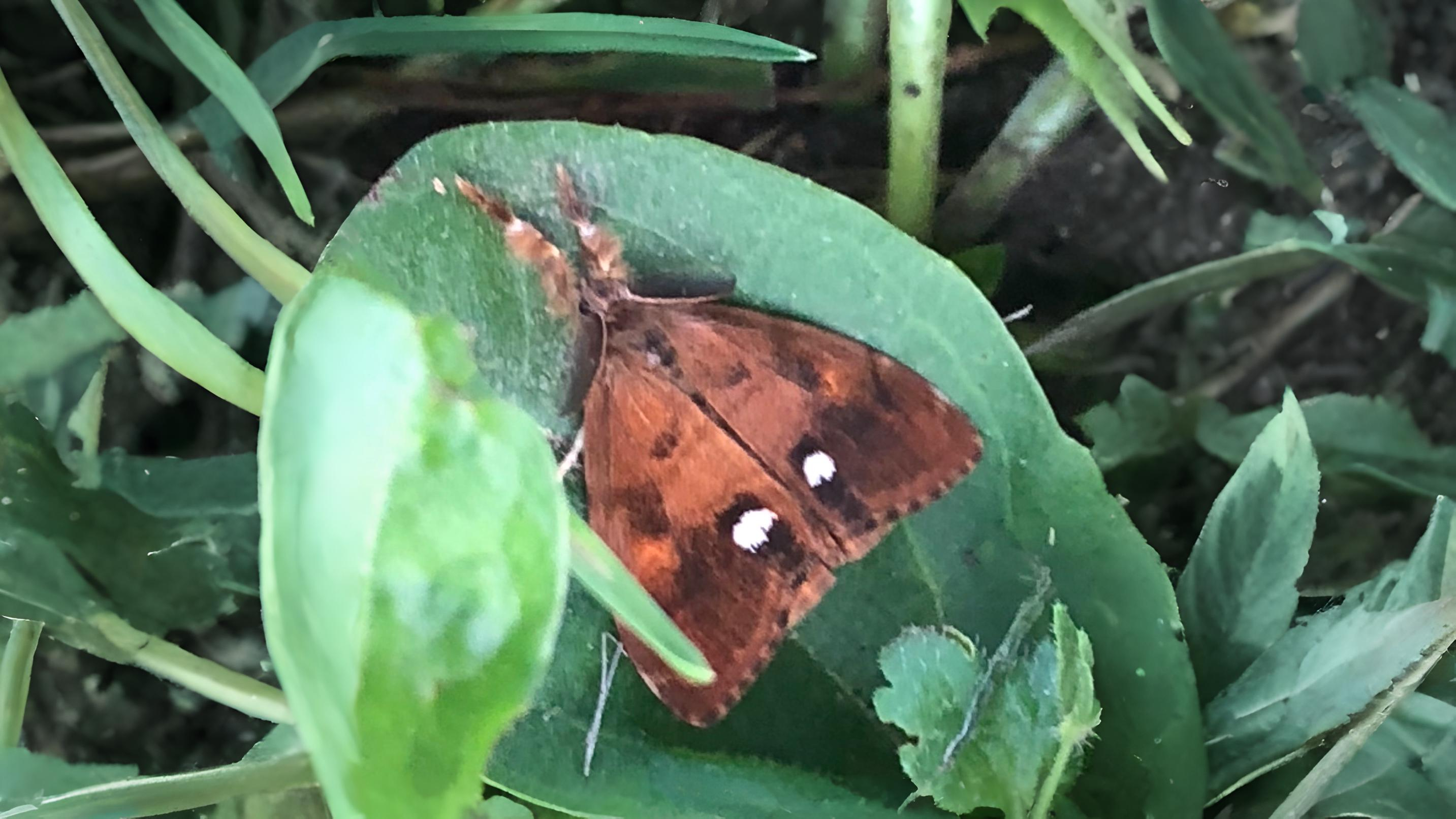 29-Sept Marvels of the Night: September’s Moths Section Image