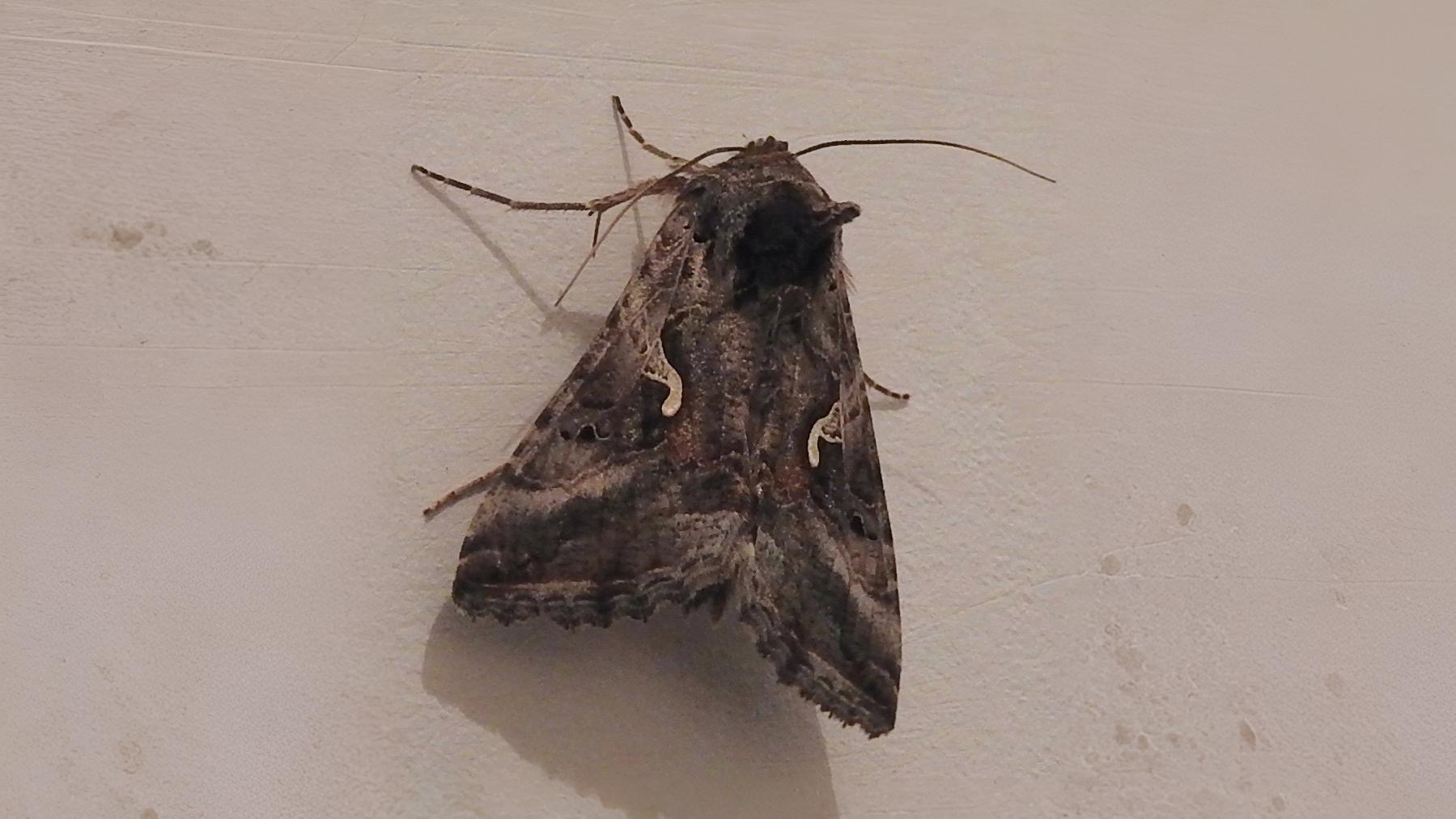 29-Sept Marvels of the Night: September’s Moths Section Image