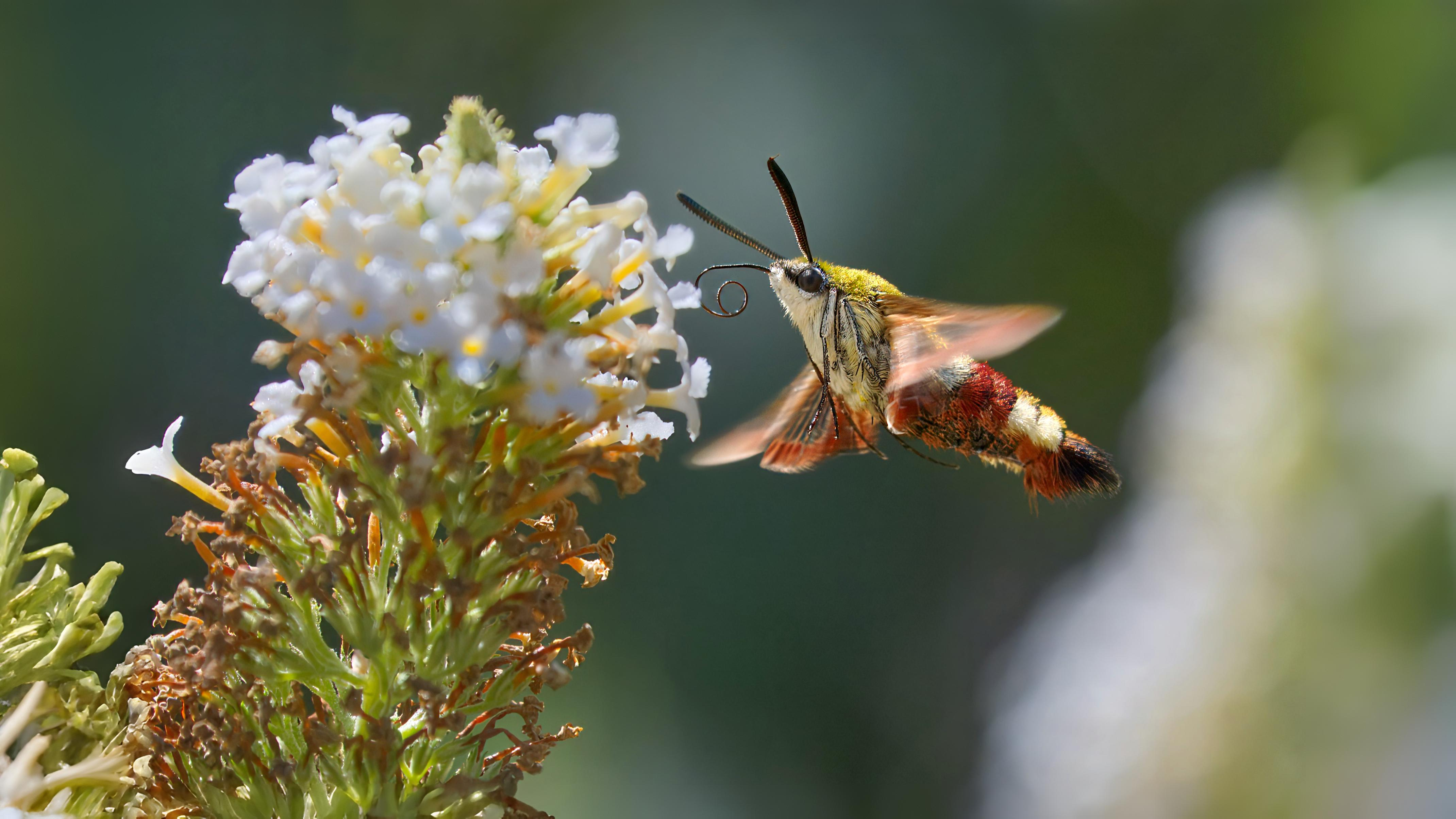 29-Sept Marvels of the Night: September’s Moths Section Image