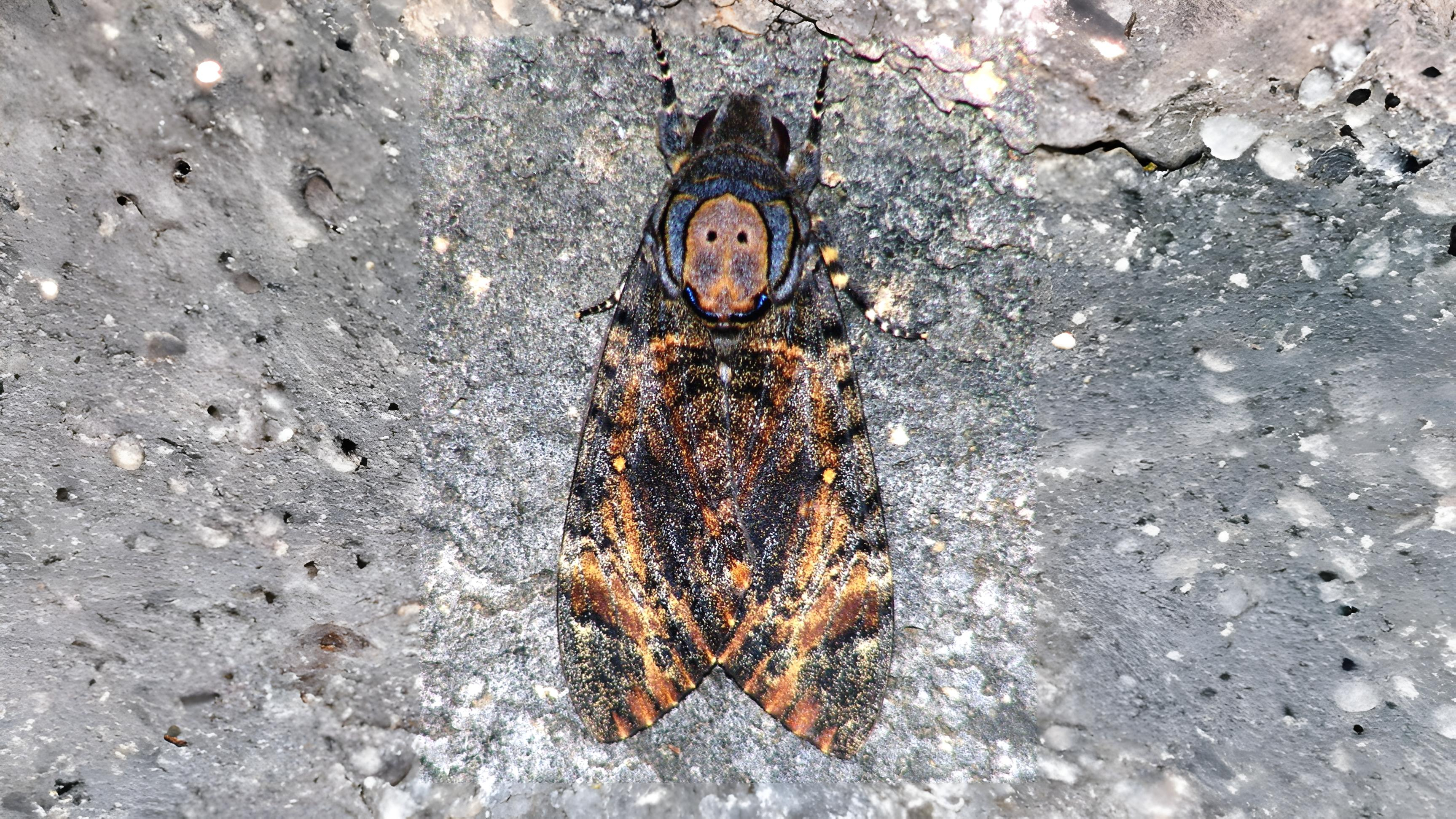 29-Sept Marvels of the Night: September’s Moths Section Image
