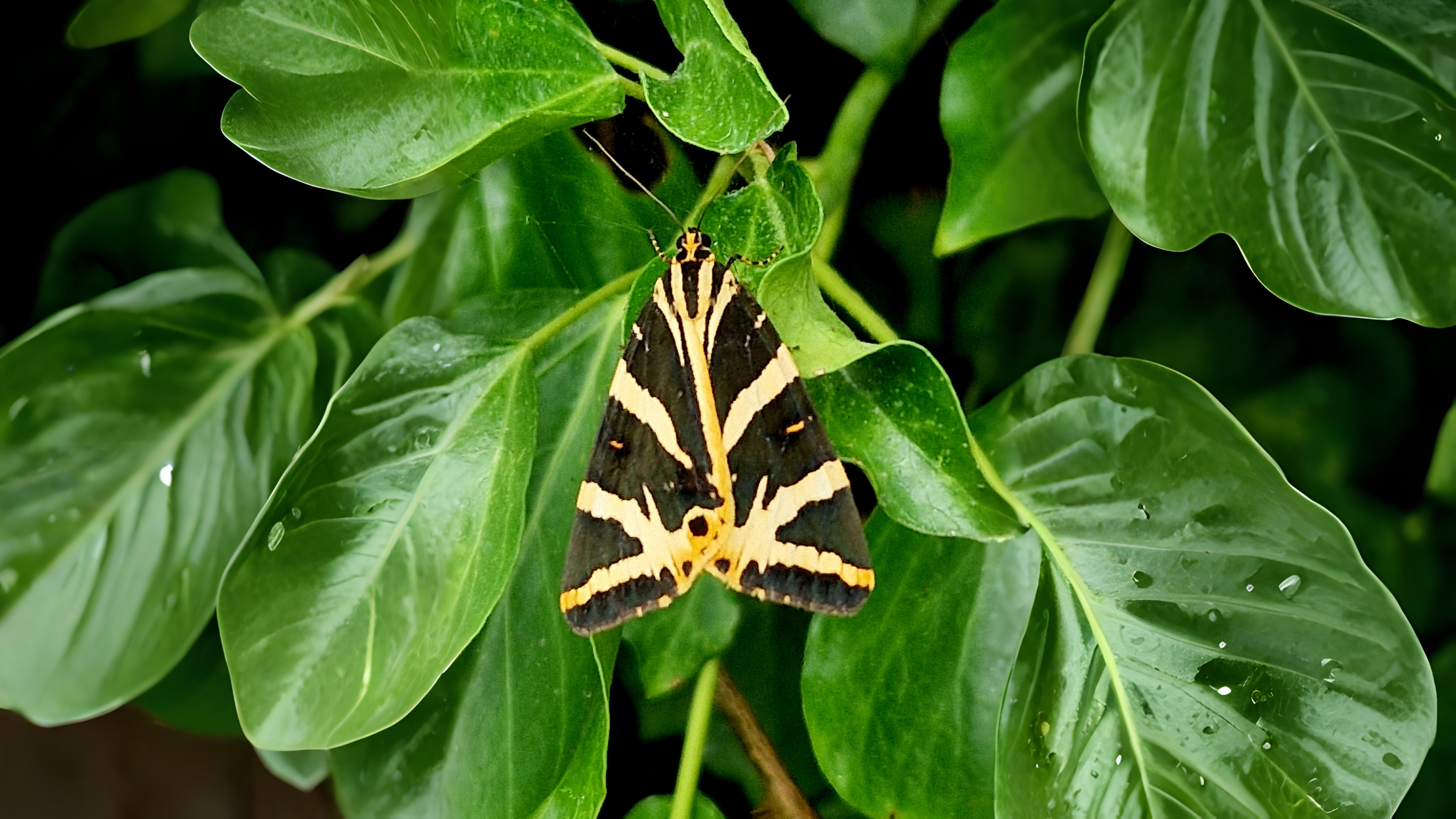 29-Sept Marvels of the Night: September’s Moths Section Image