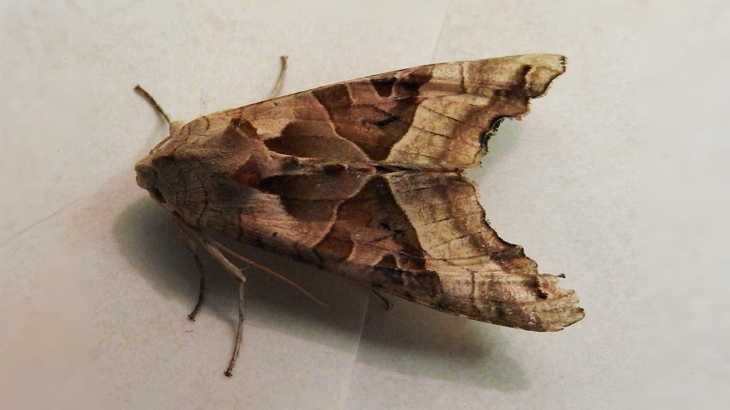 29-Sept Marvels of the Night: September’s Moths Section Image