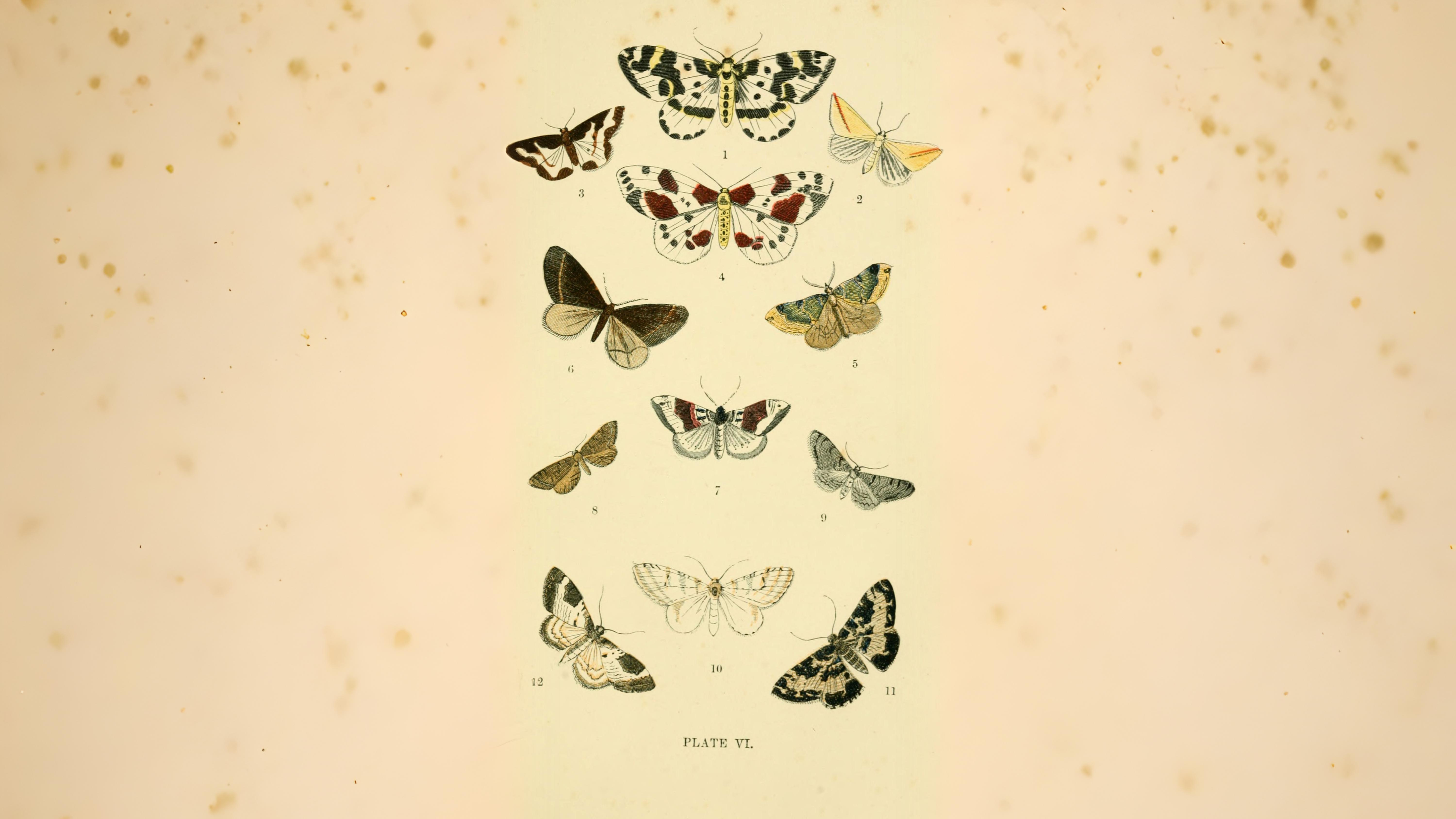 30-Sept September’s Spectrum: Moths in Every Hue Section Image