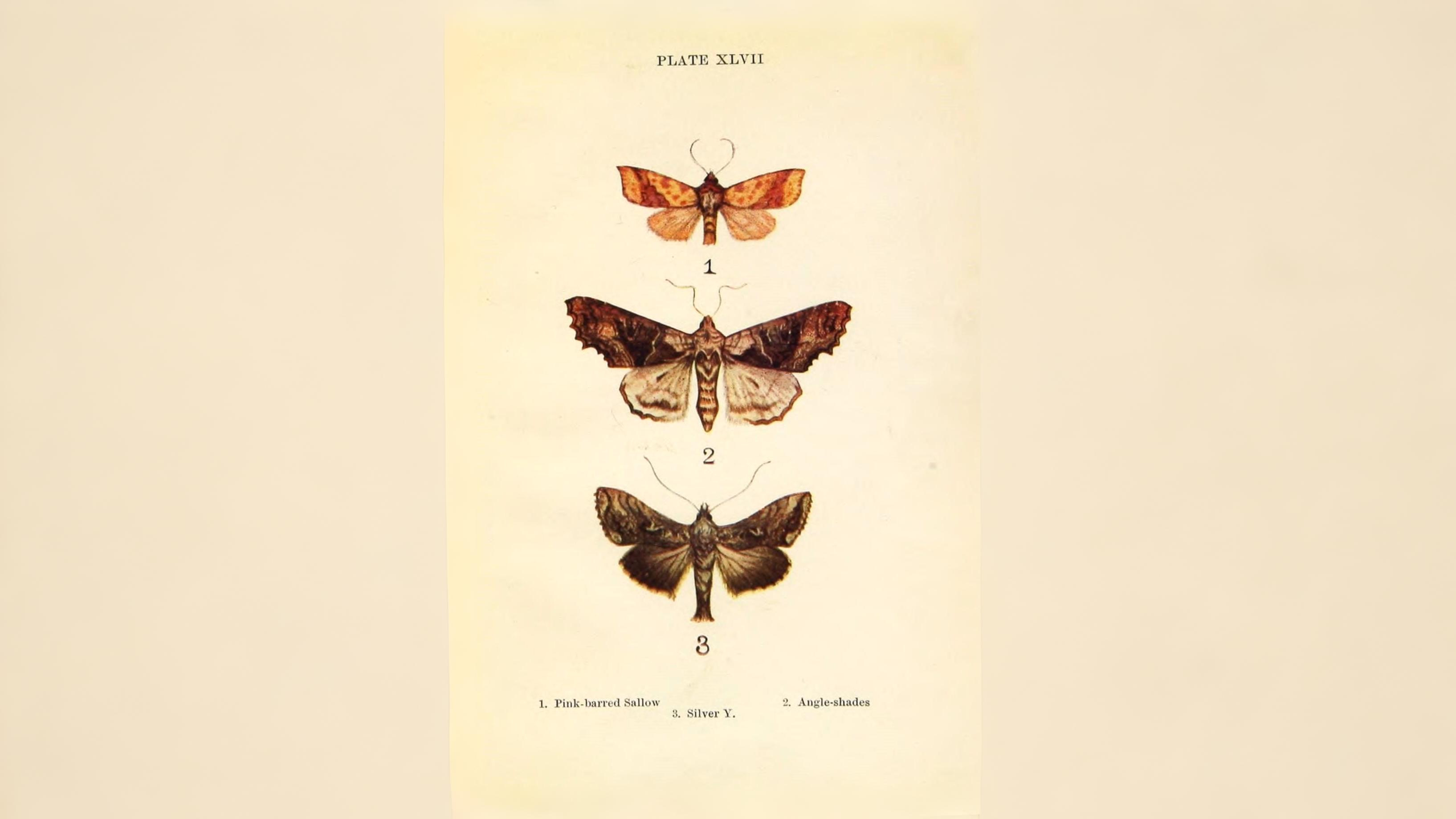 30-Sept September’s Spectrum: Moths in Every Hue Section Image