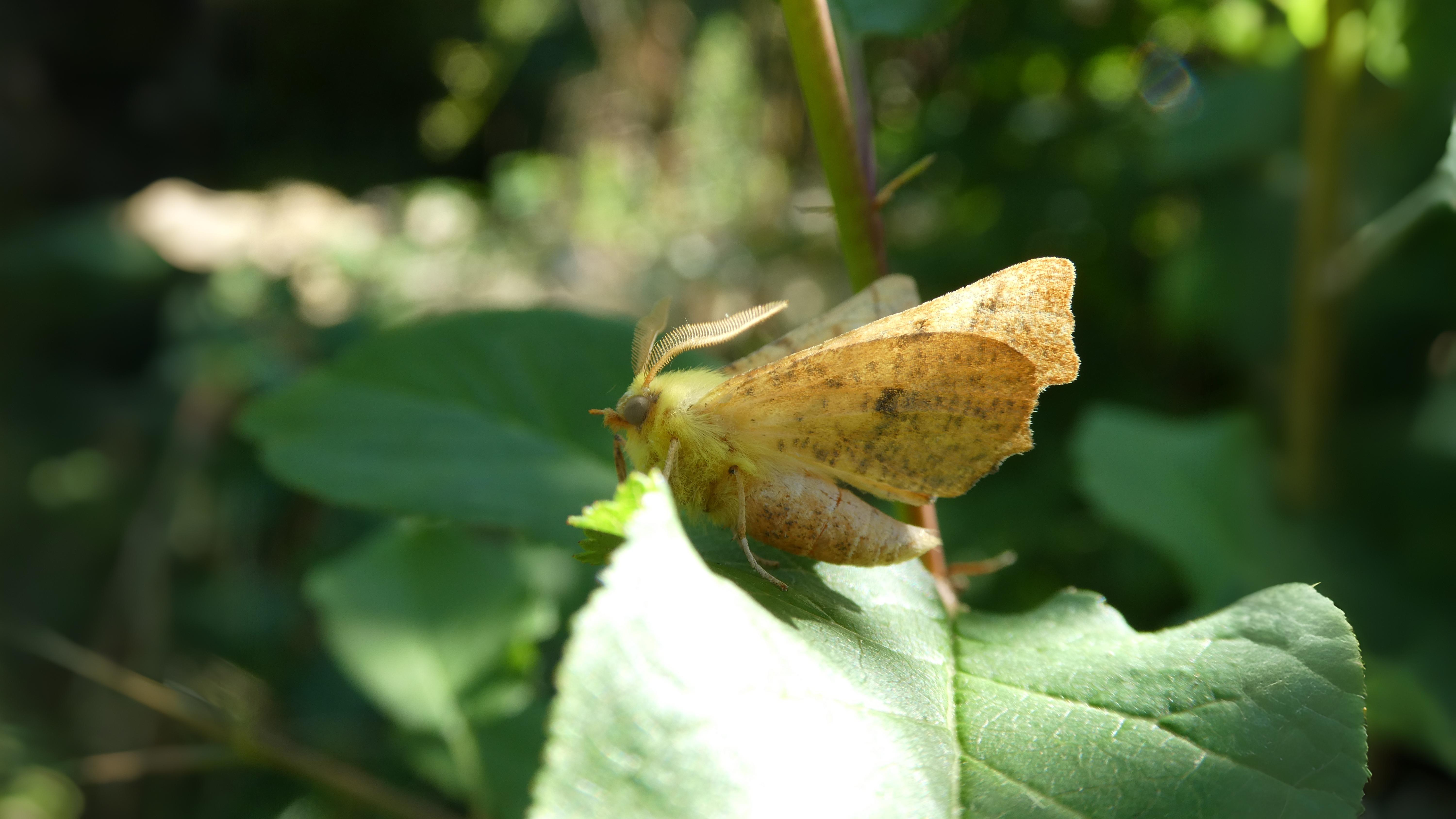 30-Sept September’s Spectrum: Moths in Every Hue Section Image