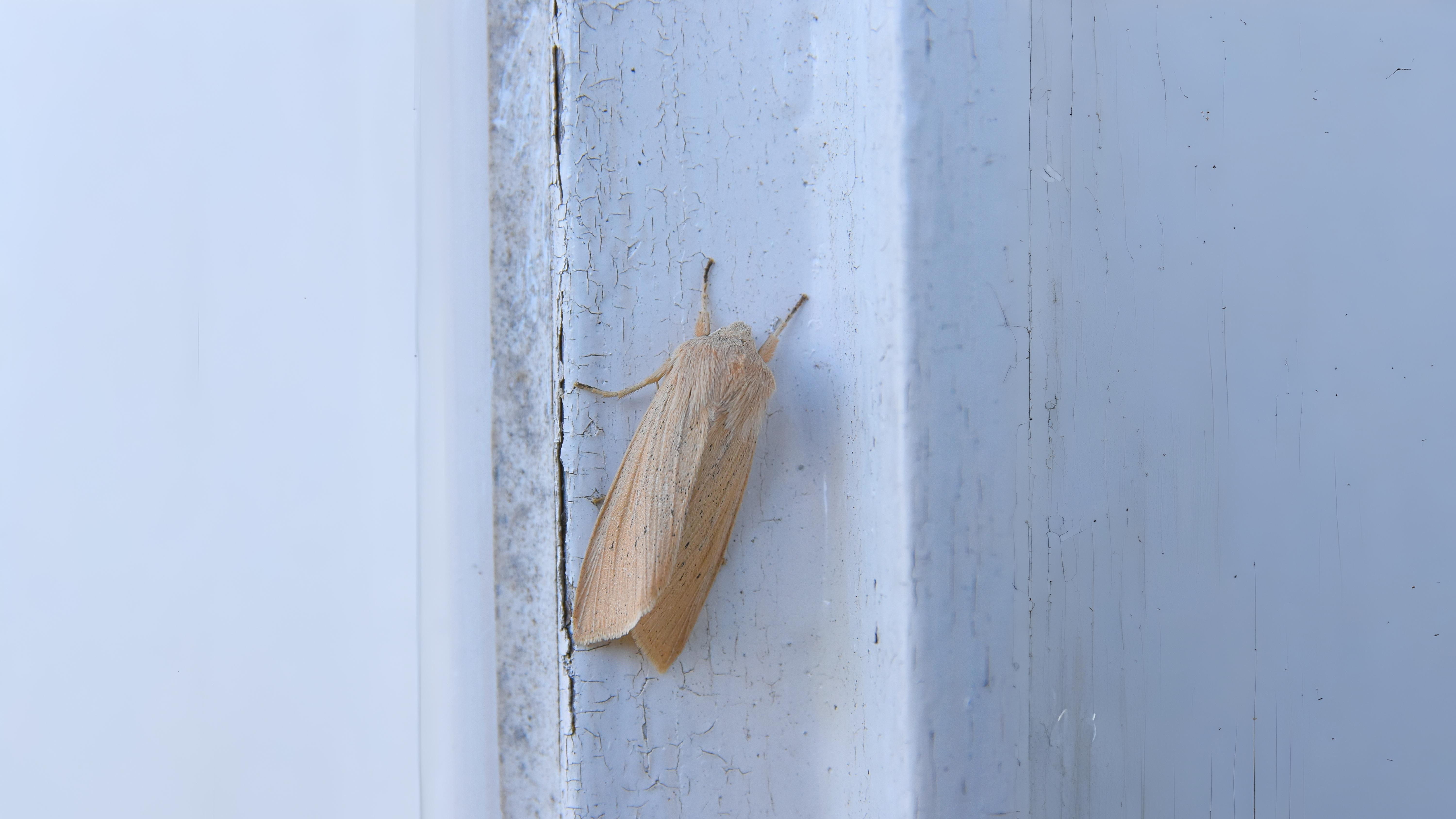 30-Sept September’s Spectrum: Moths in Every Hue Section Image