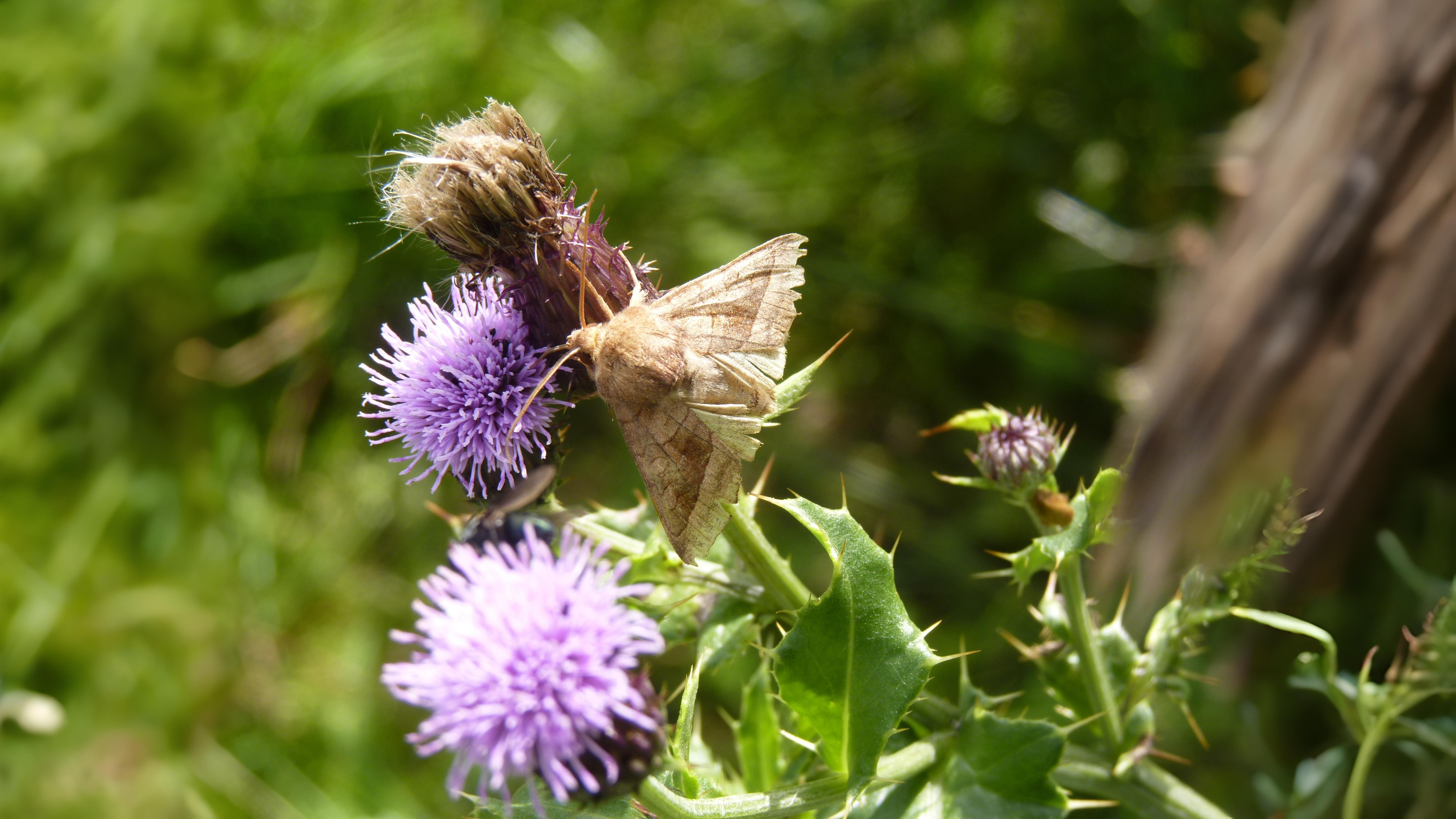 30-Sept September’s Spectrum: Moths in Every Hue Section Image