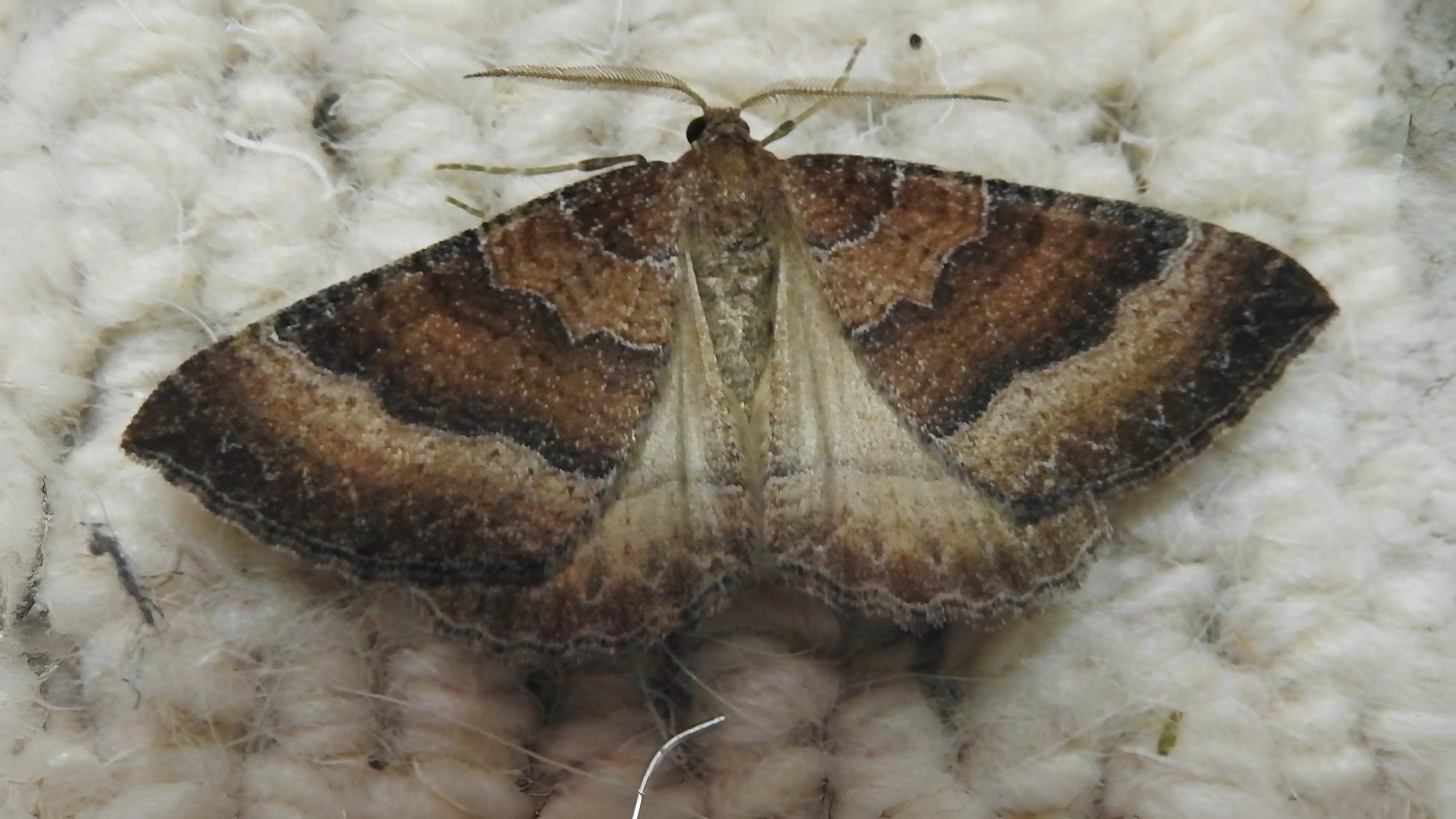 30-Sept September’s Spectrum: Moths in Every Hue Section Image