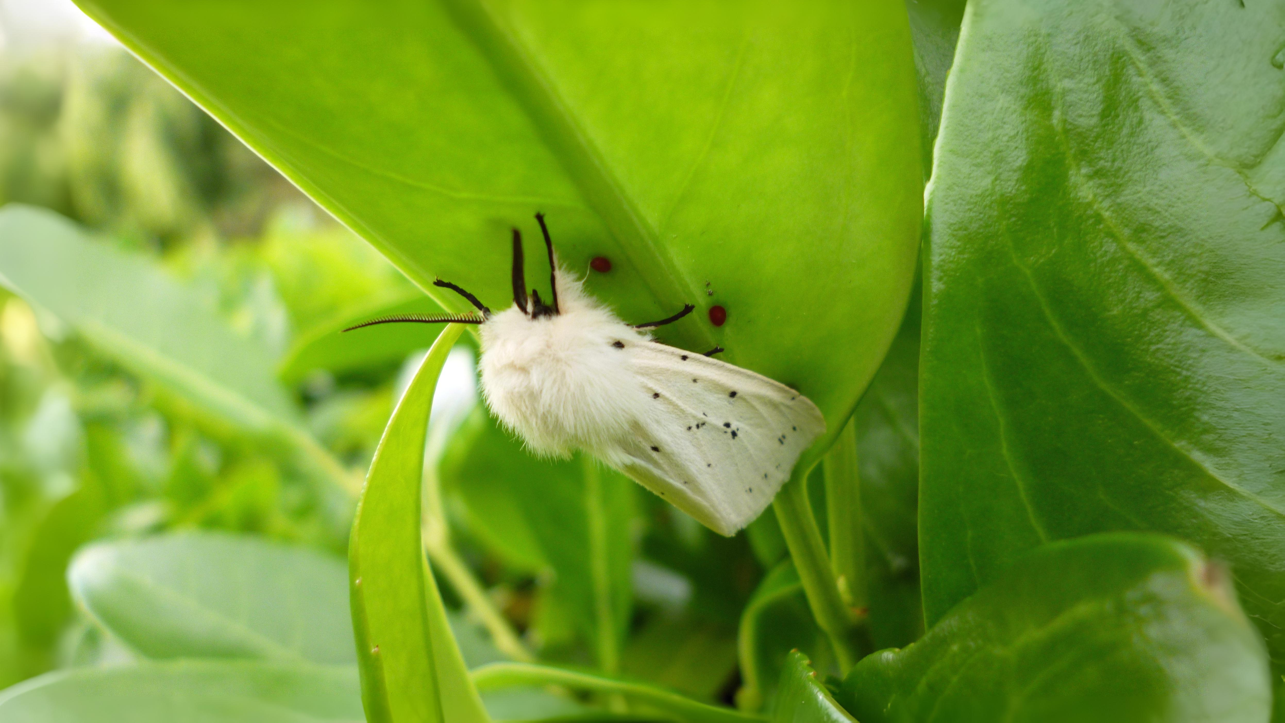 30-Sept September’s Spectrum: Moths in Every Hue Section Image