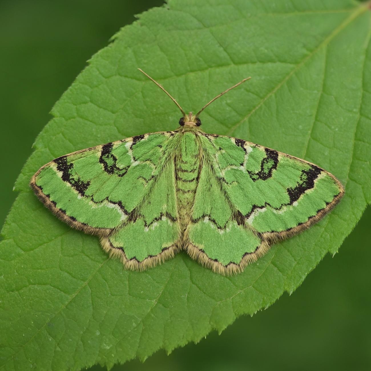 30-Sept September’s Spectrum: Moths in Every Hue