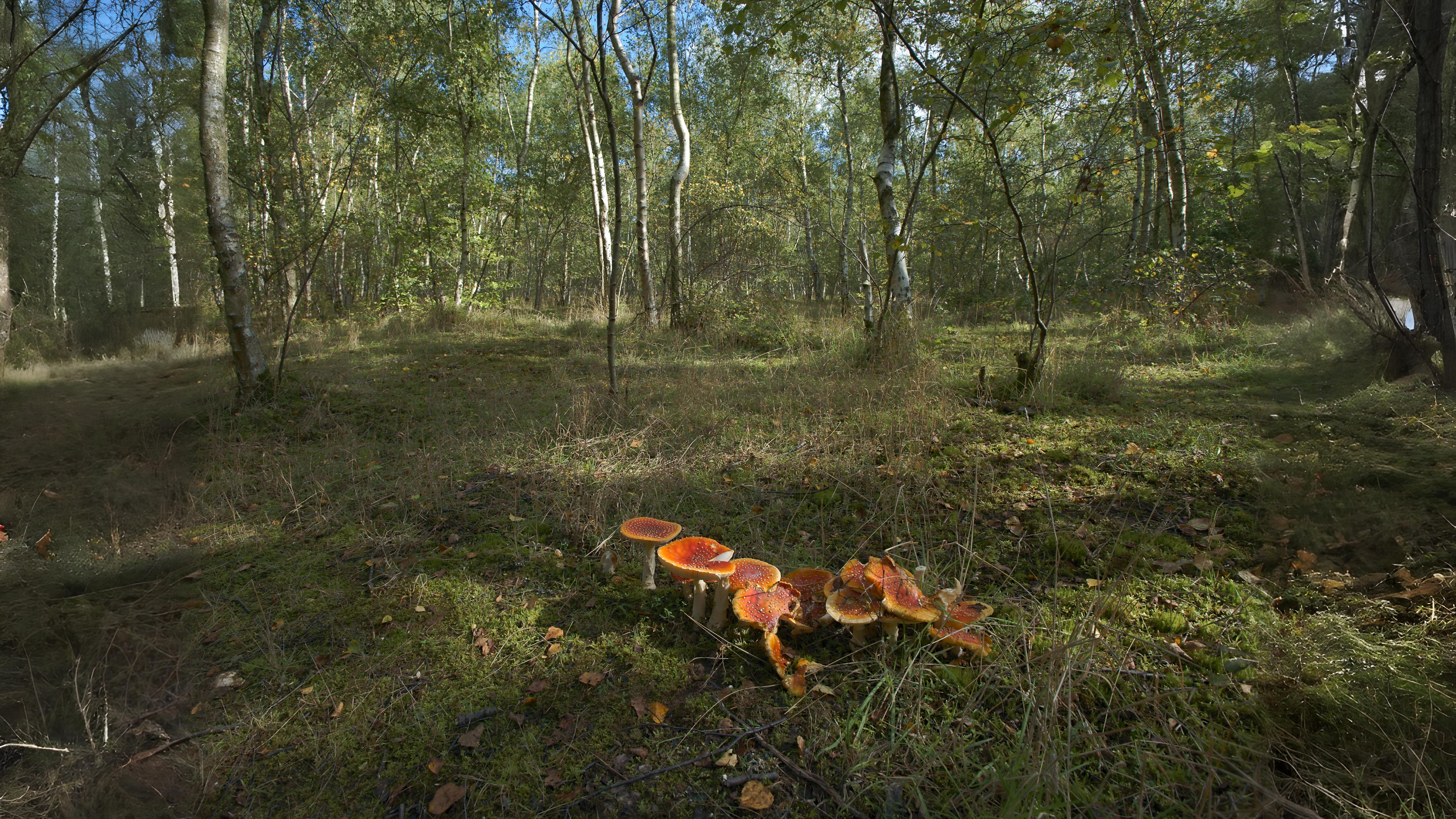 01-Oct Guide to Autumn Splendor Section Image