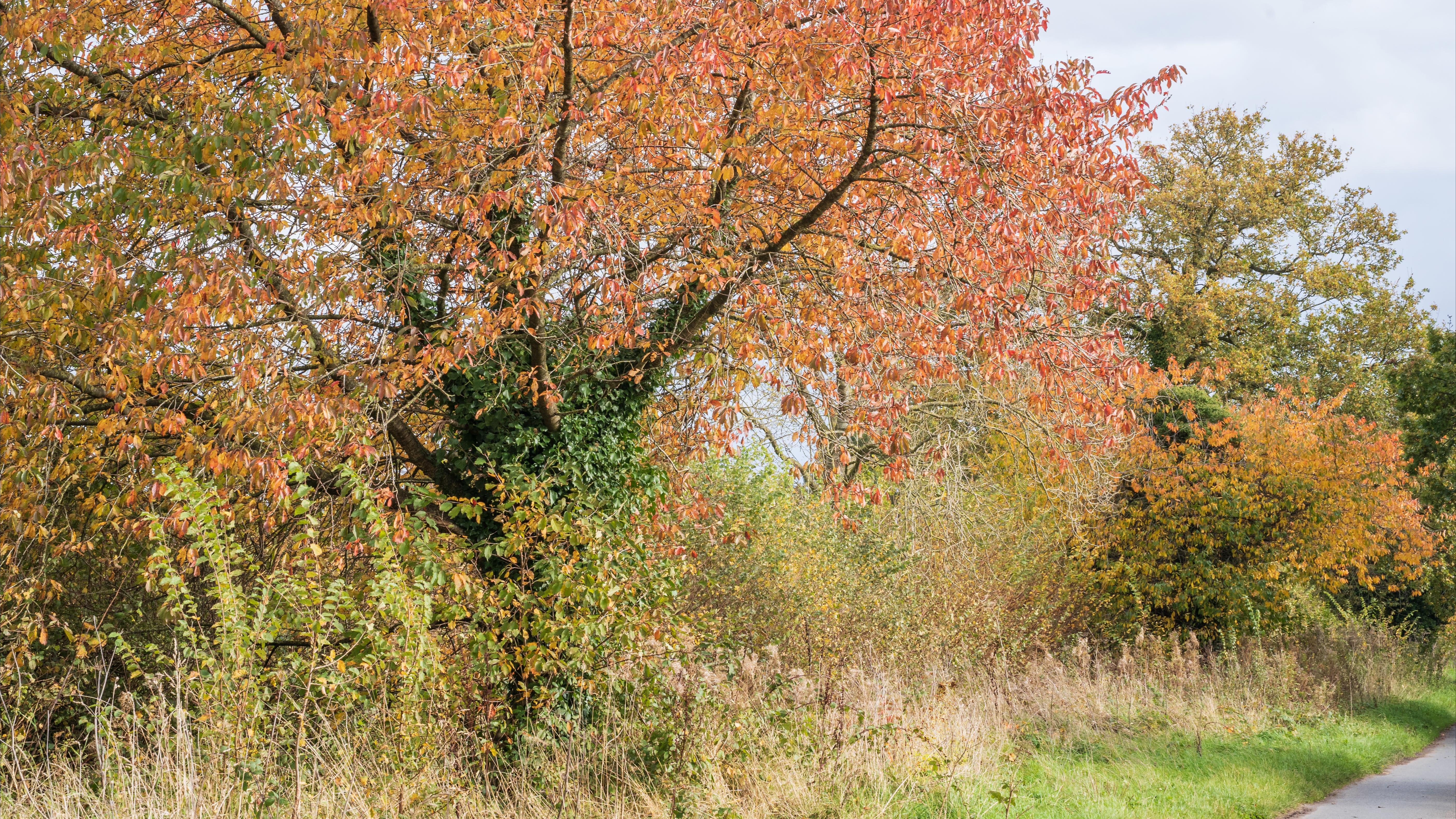 01-Oct Guide to Autumn Splendor Section Image