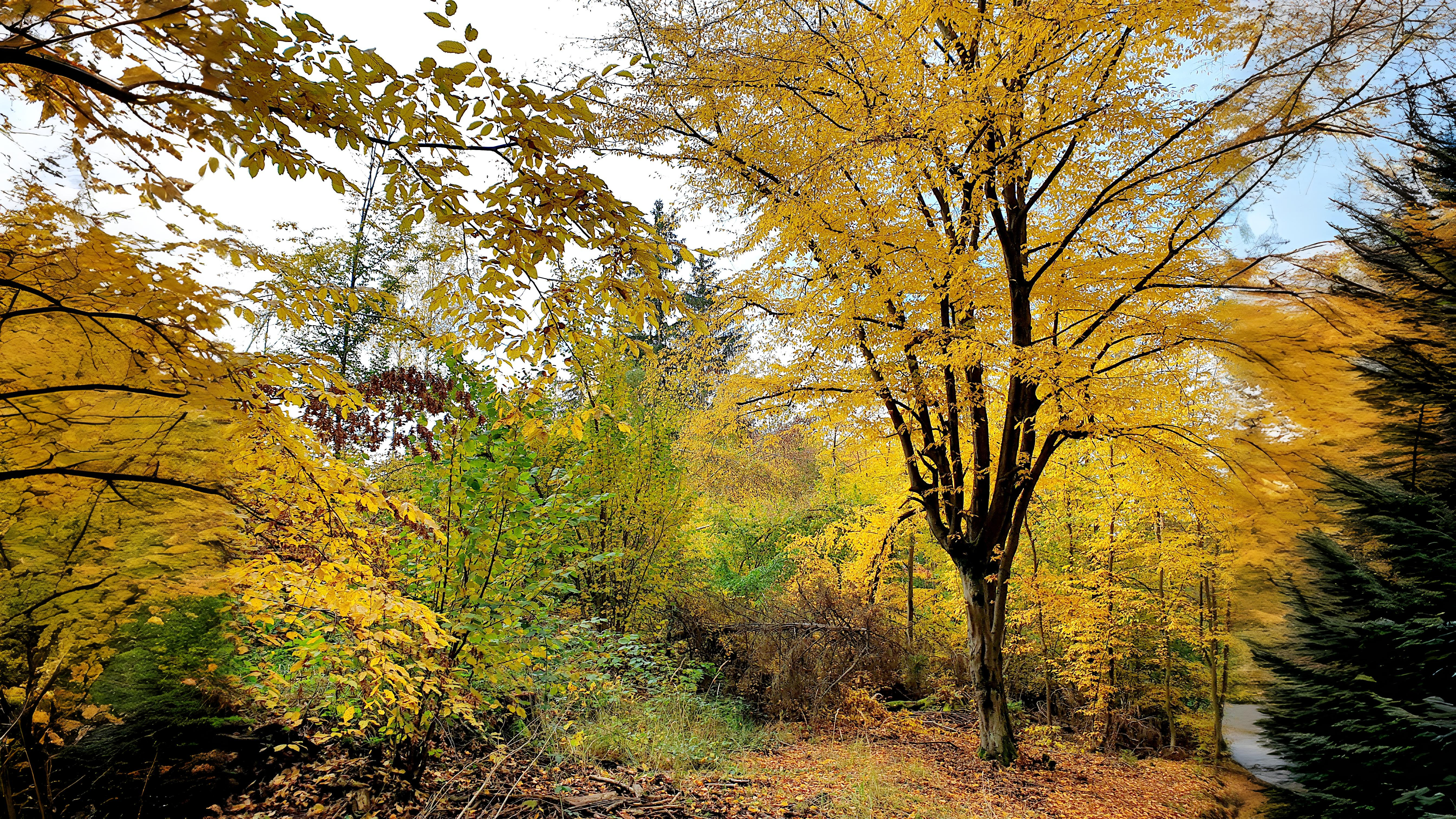 02-Oct London’s Autumn Colour Show Begins Section Image