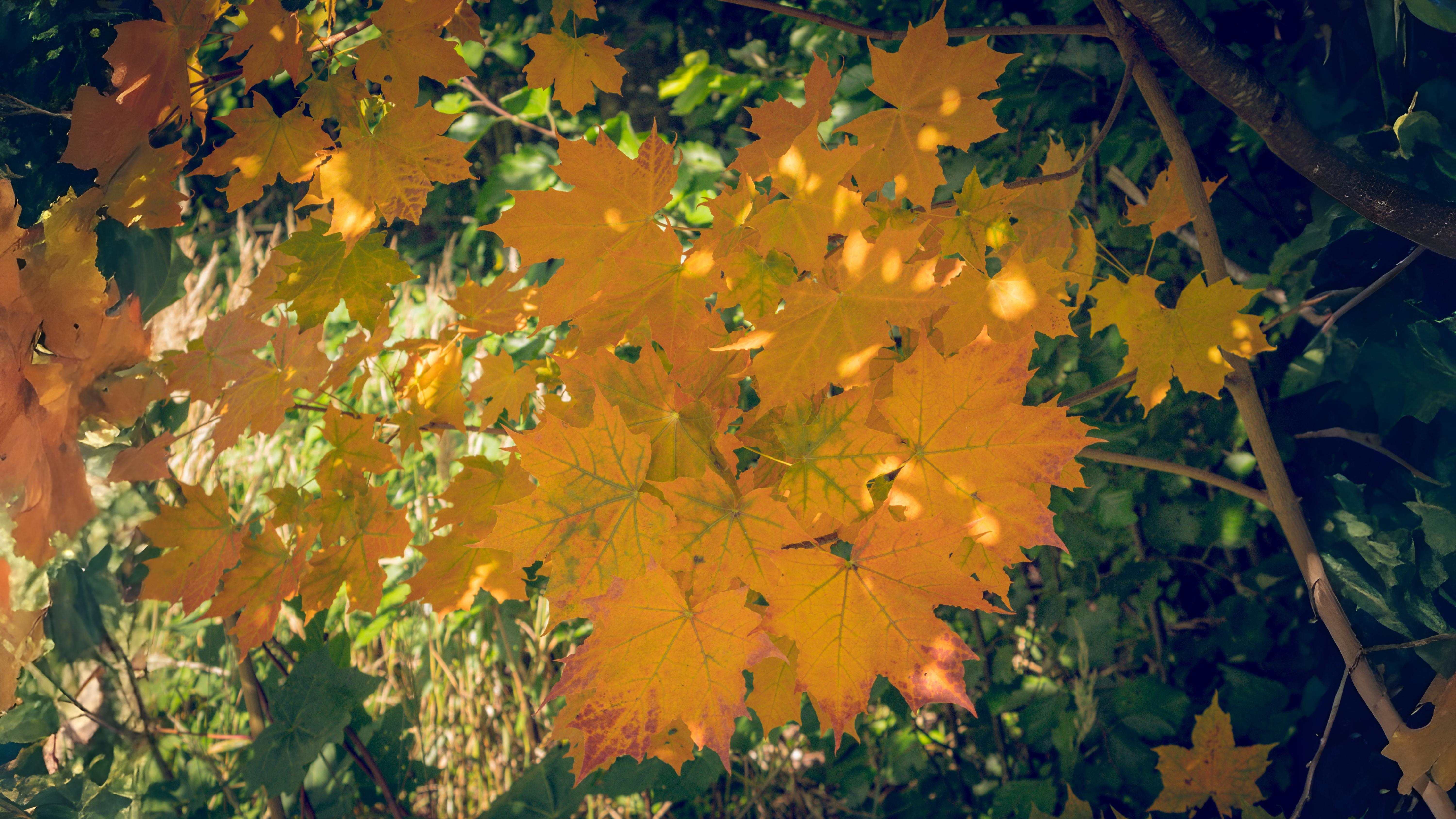 02-Oct London’s Autumn Colour Show Begins Section Image
