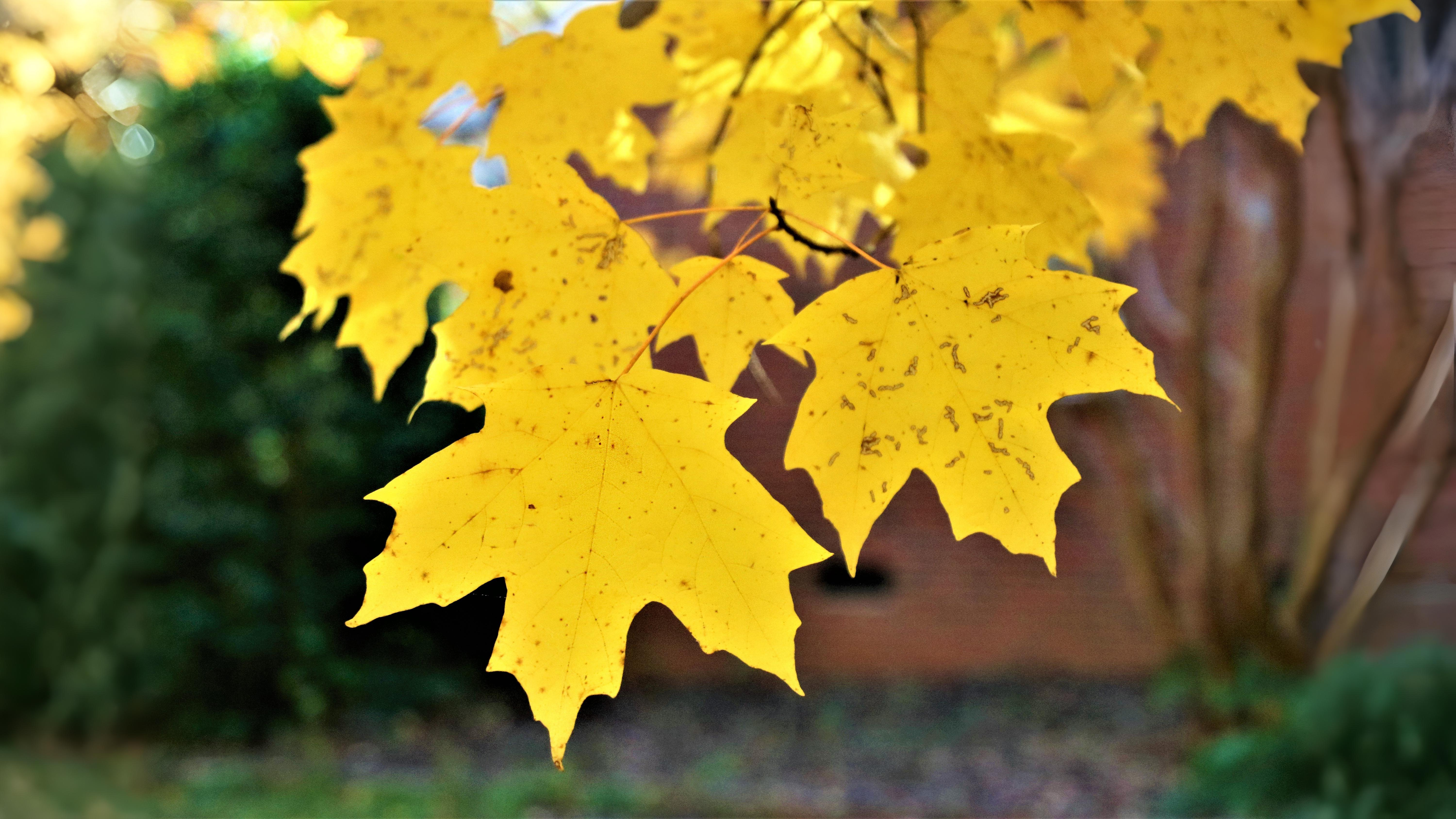 02-Oct London’s Autumn Colour Show Begins Section Image