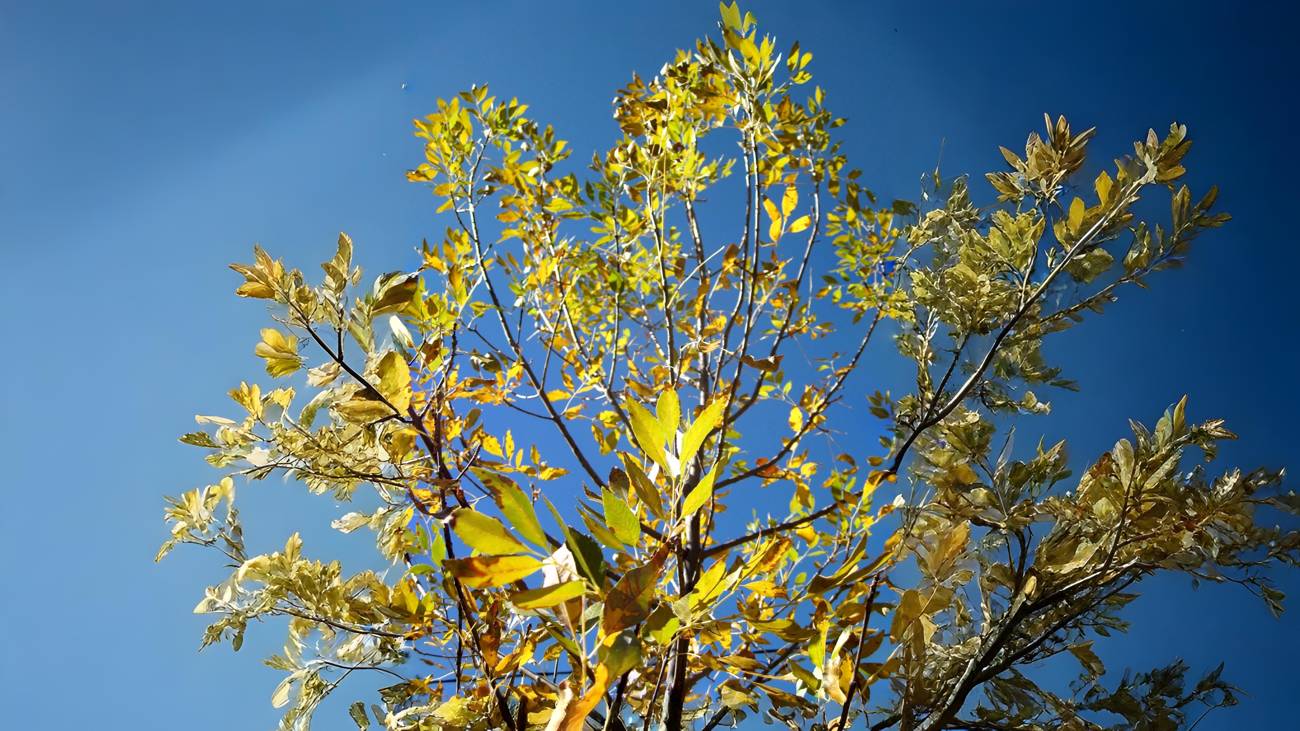 02-Oct London’s Autumn Colour Show Begins Section Image