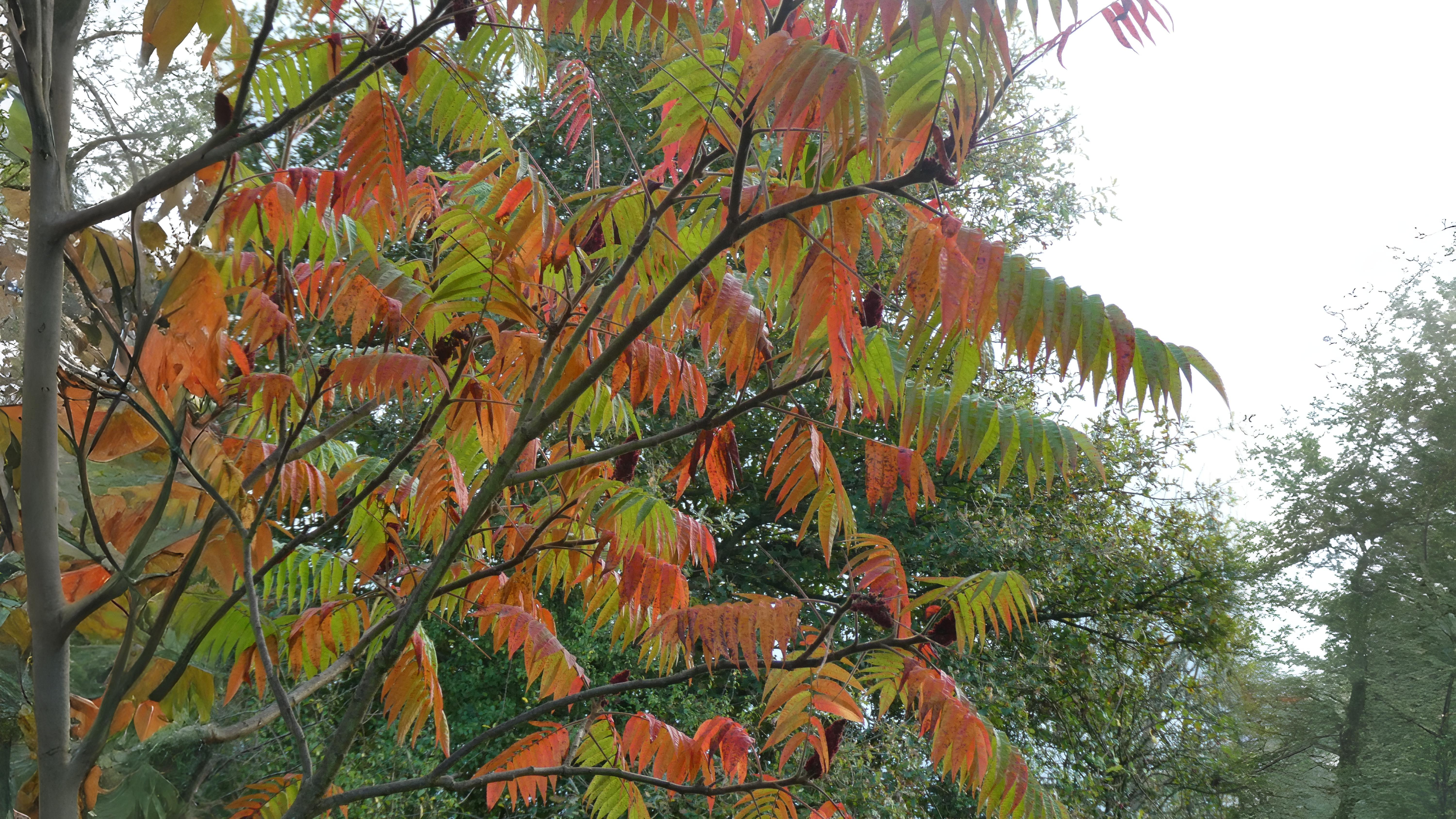 02-Oct London’s Autumn Colour Show Begins Section Image