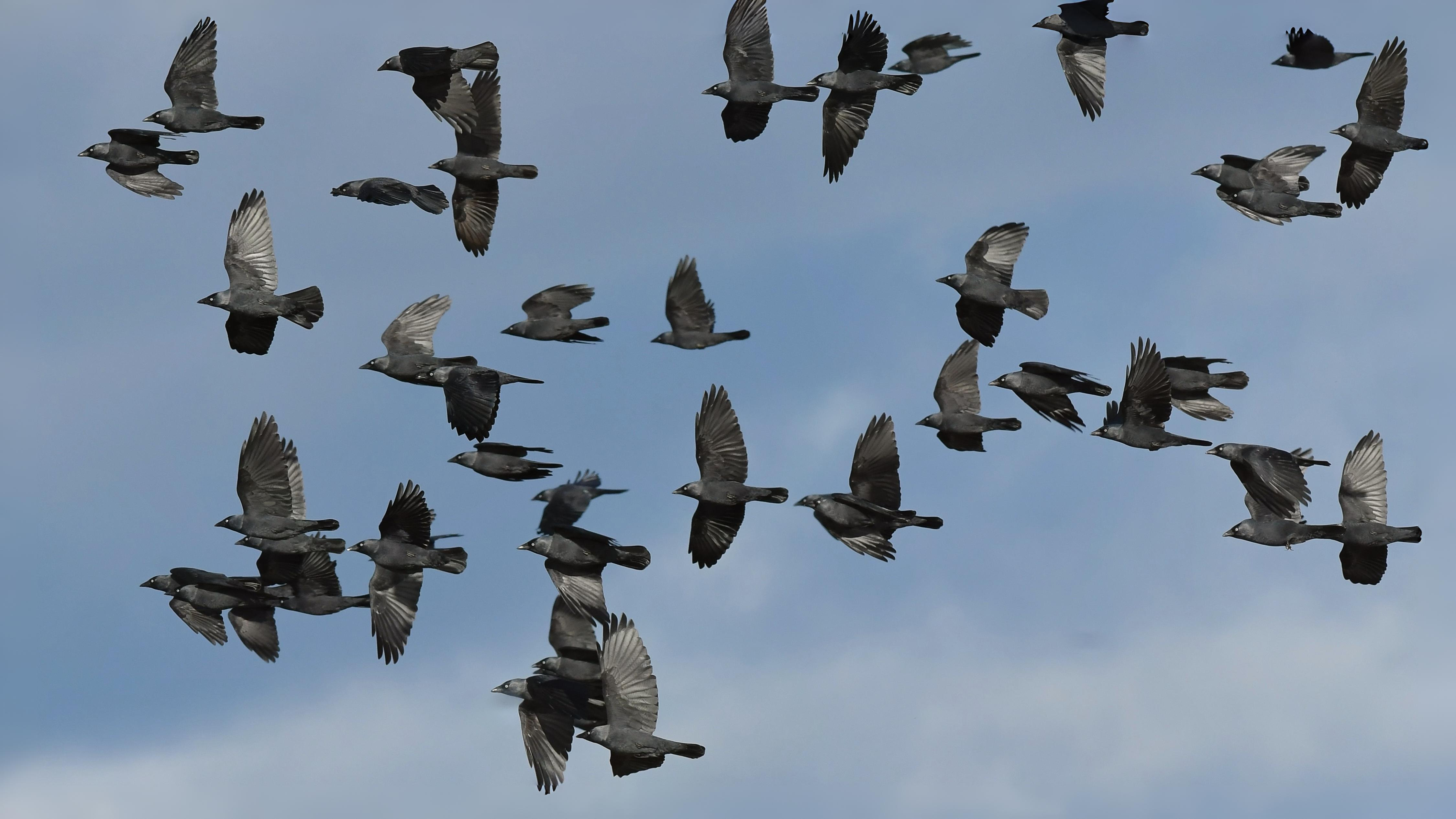 03-Oct October's Feathered Friends Section Image