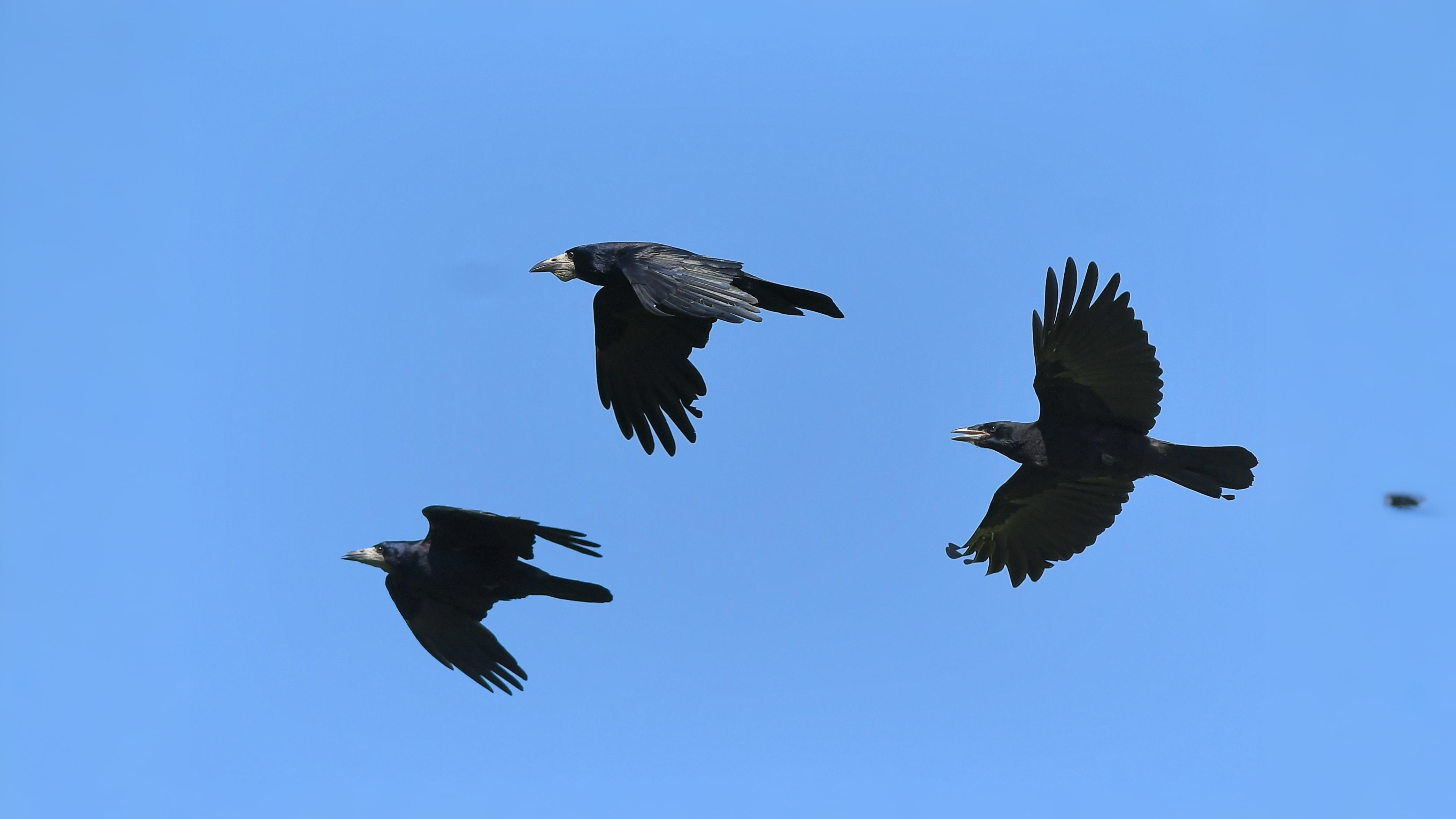 03-Oct October's Feathered Friends Section Image