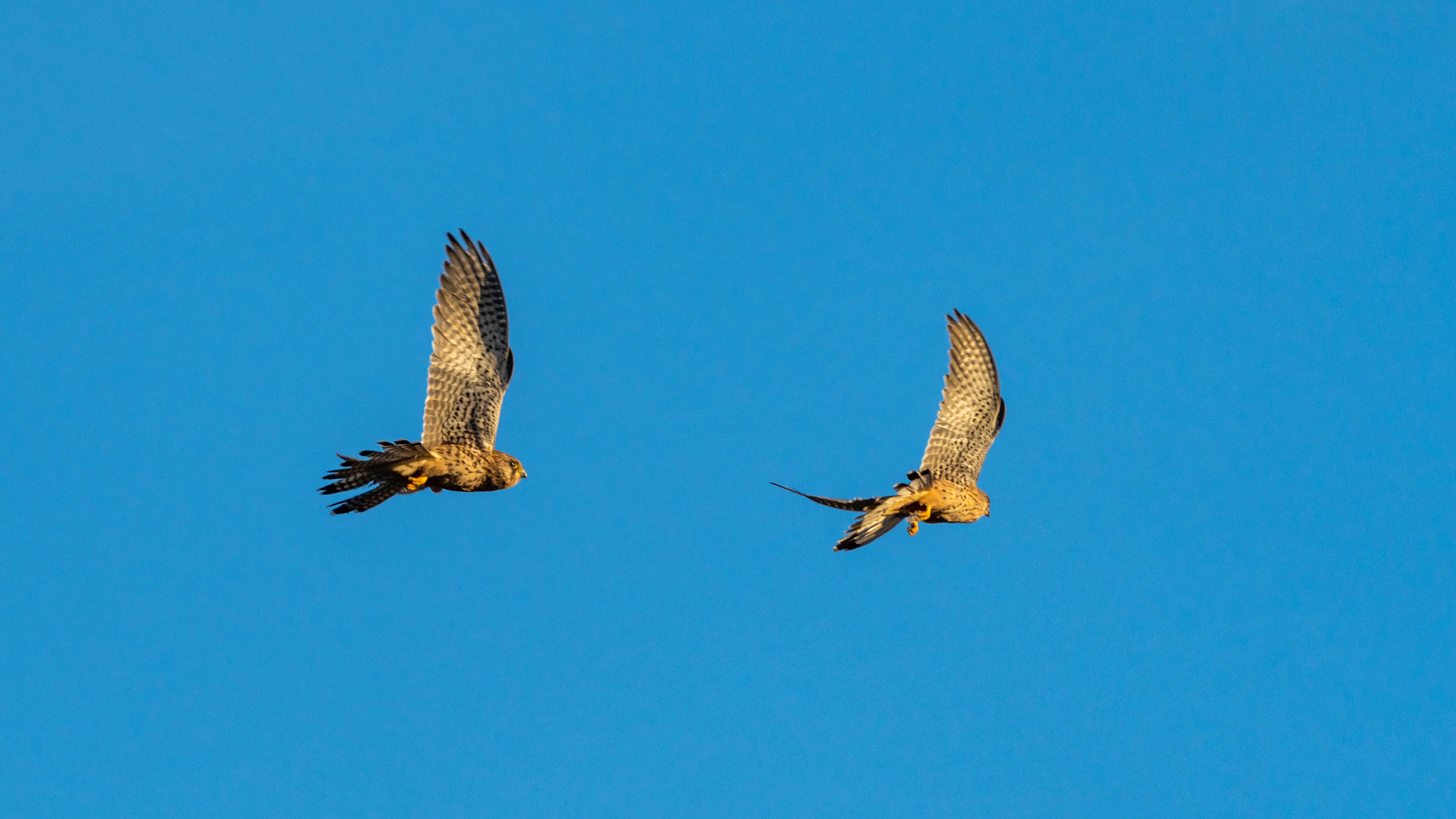 03-Oct October's Feathered Friends Section Image