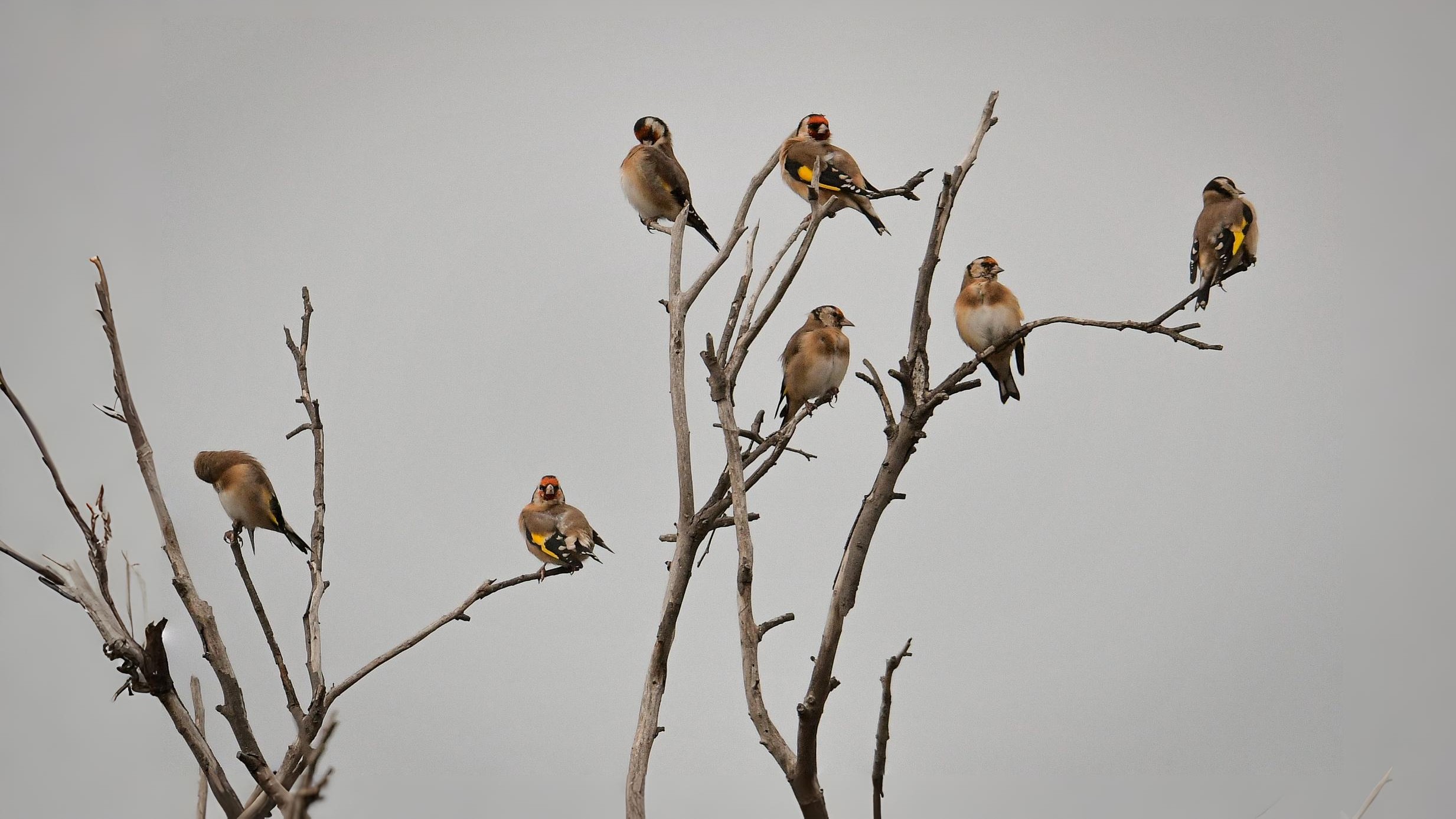 03-Oct October's Feathered Friends Section Image