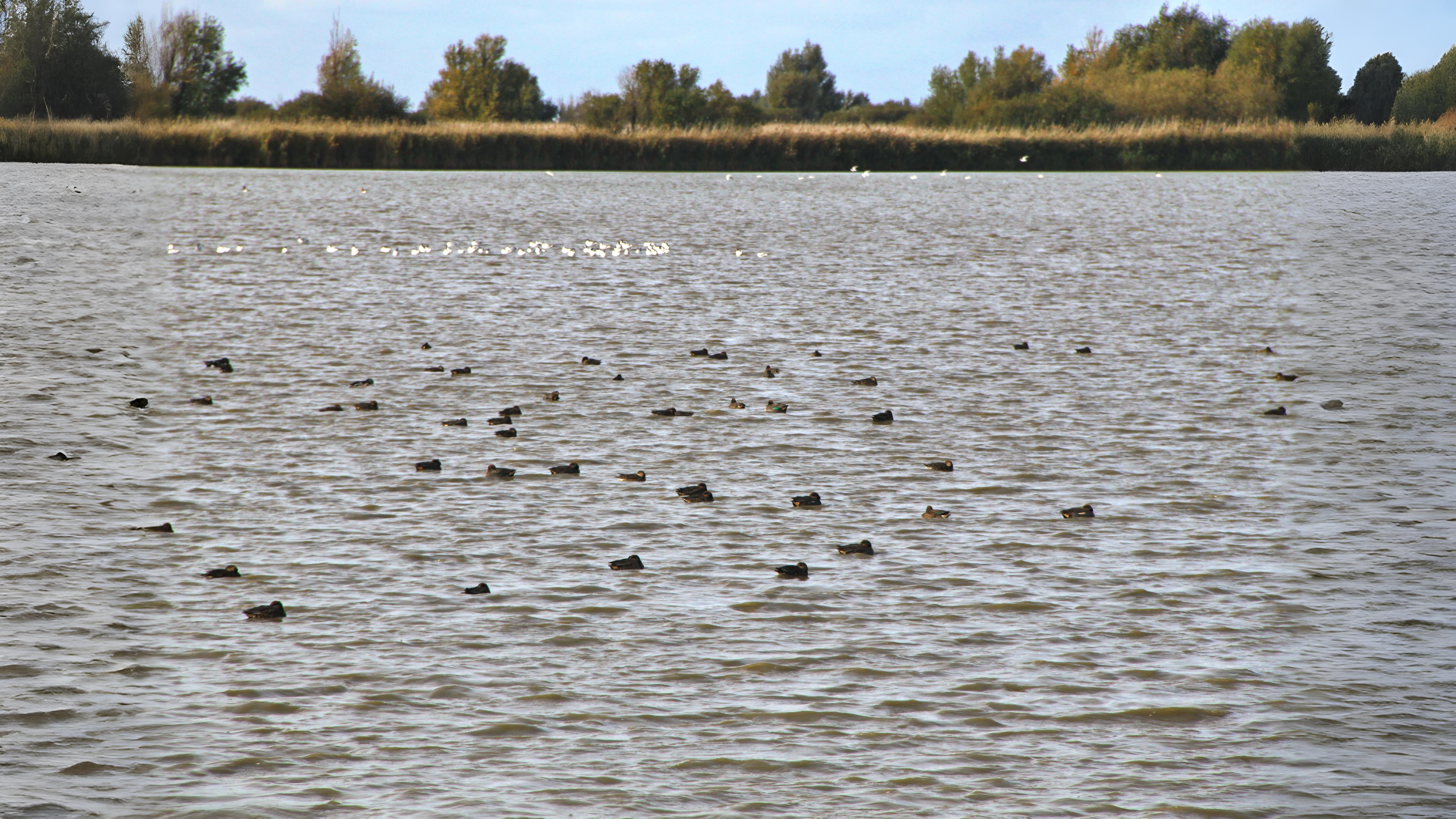 03-Oct October's Feathered Friends Section Image