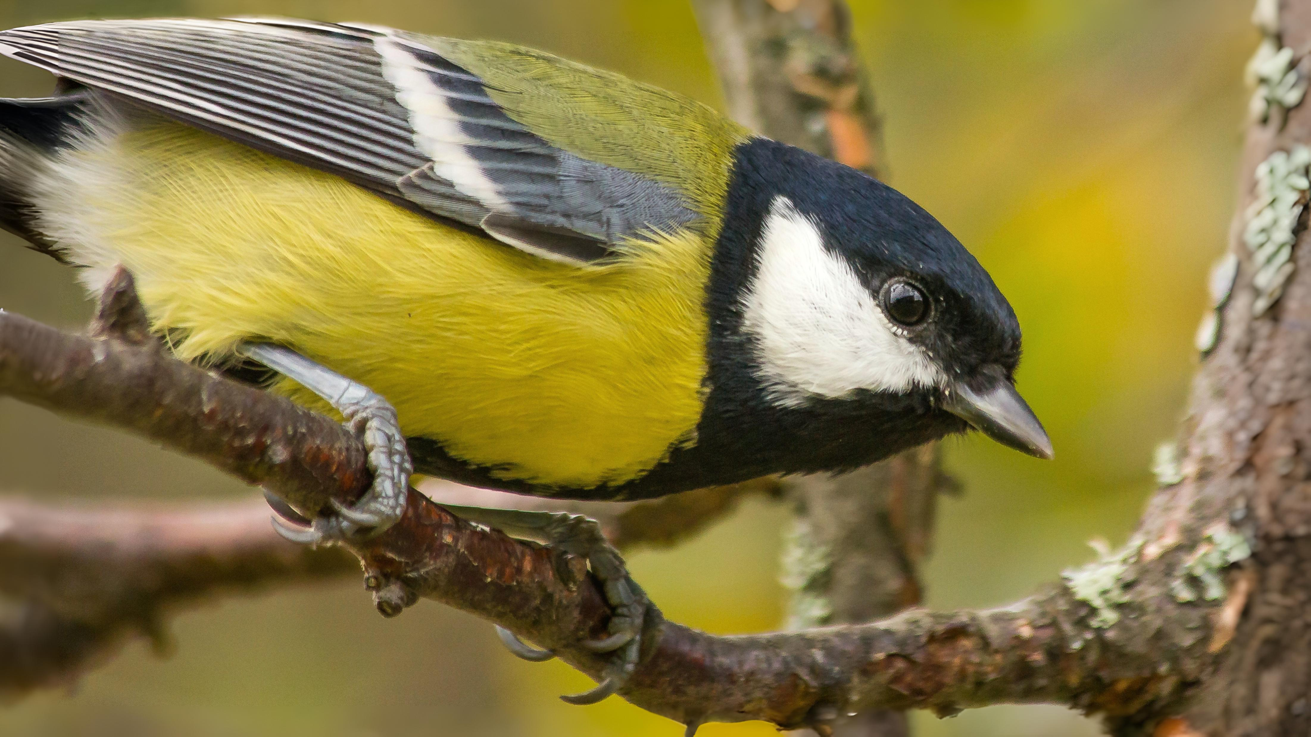 03-Oct October's Feathered Friends Section Image