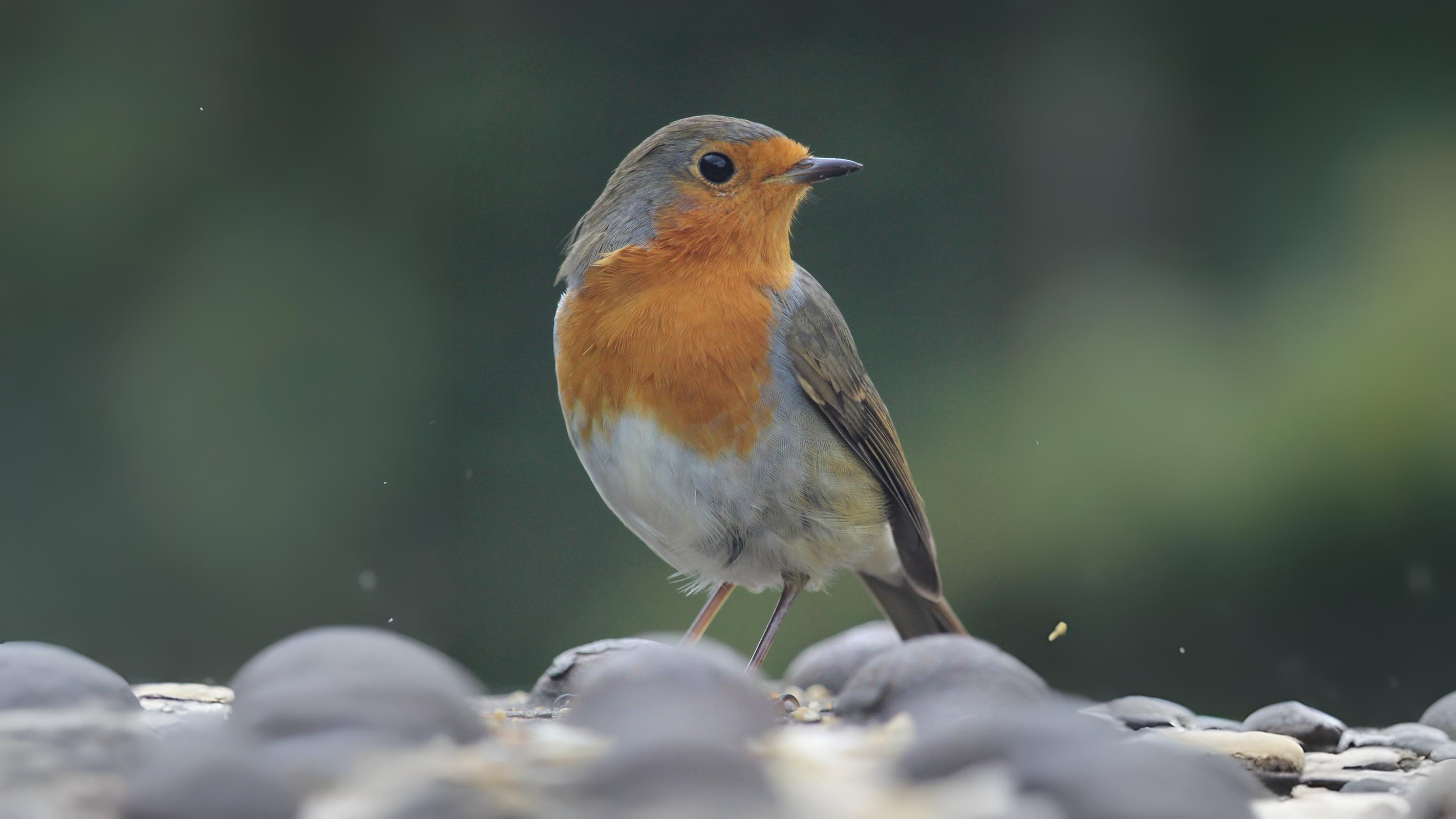 03-Oct October's Feathered Friends Section Image