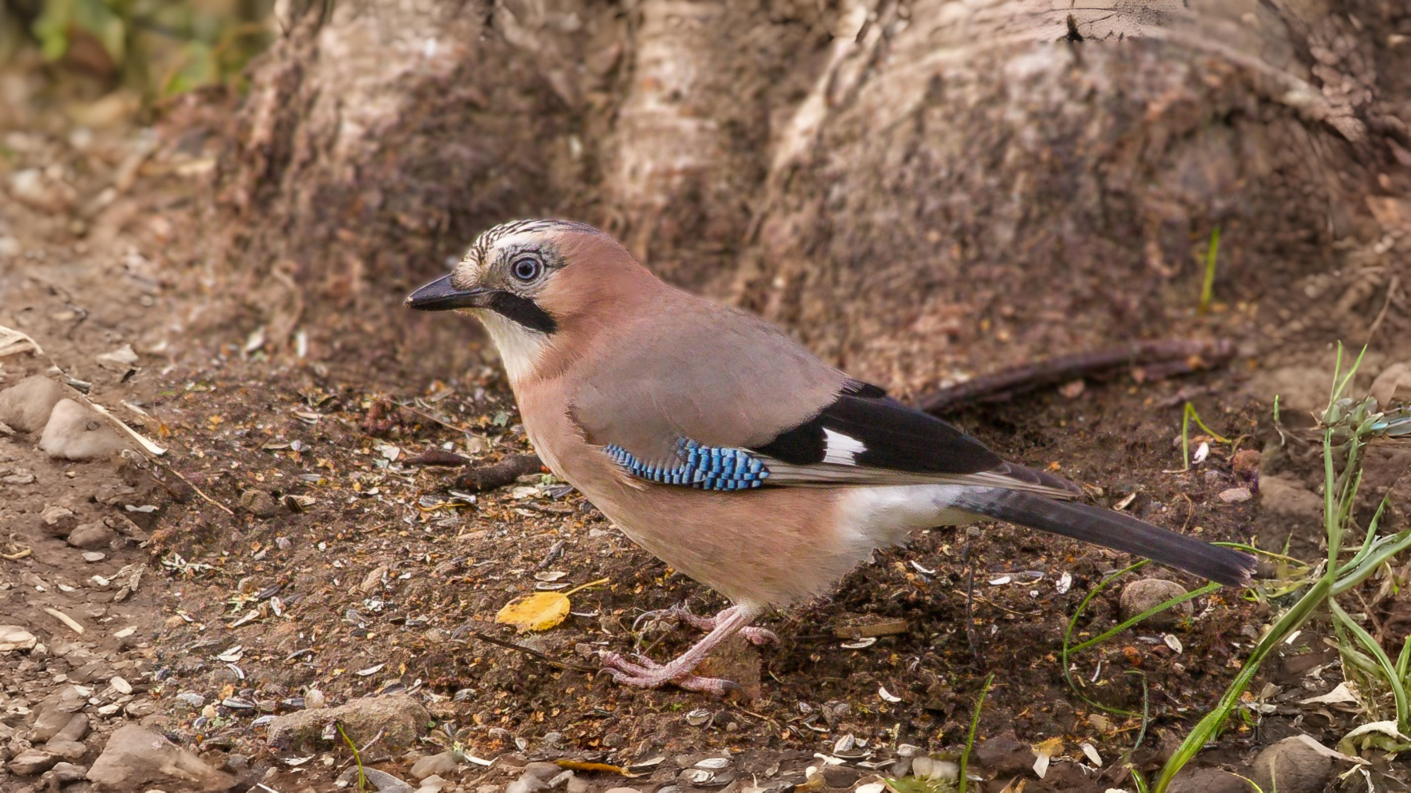 03-Oct October's Feathered Friends Section Image