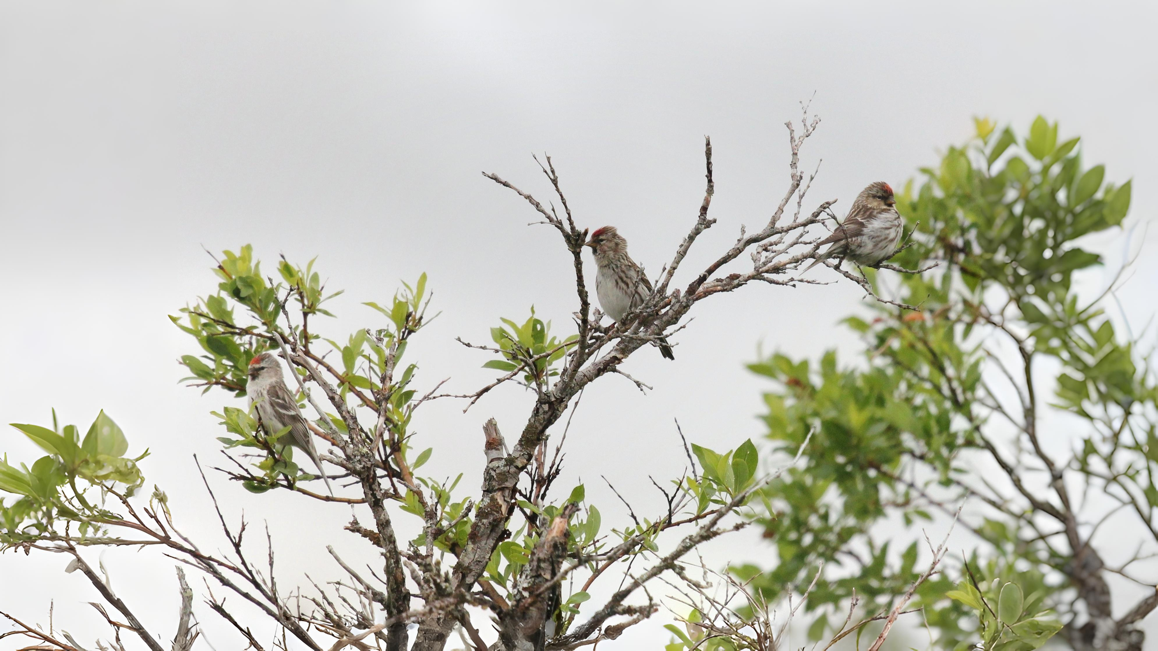 03-Oct October's Feathered Friends Section Image