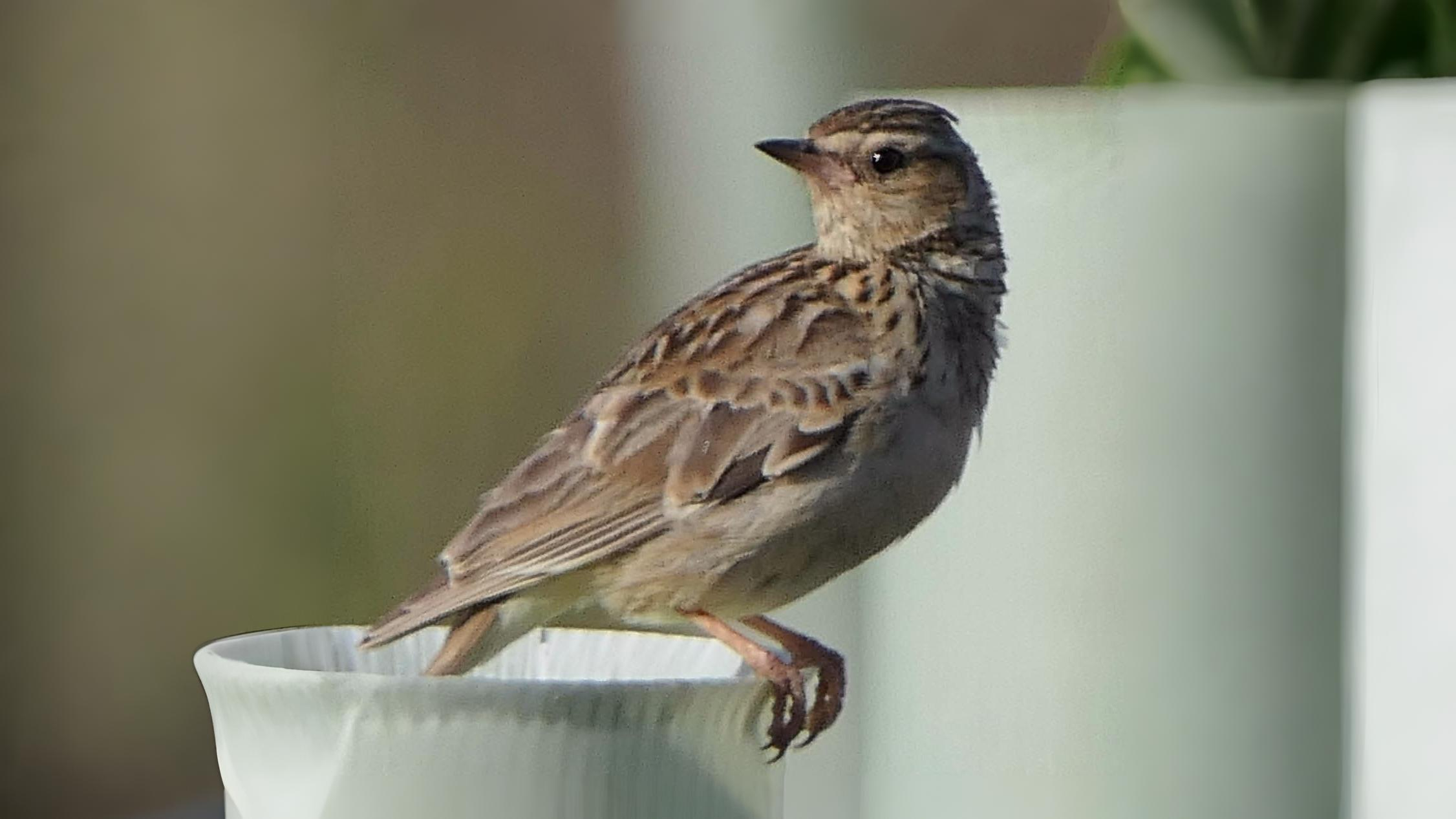 04-Oct October's Lingering Melodies Section Image