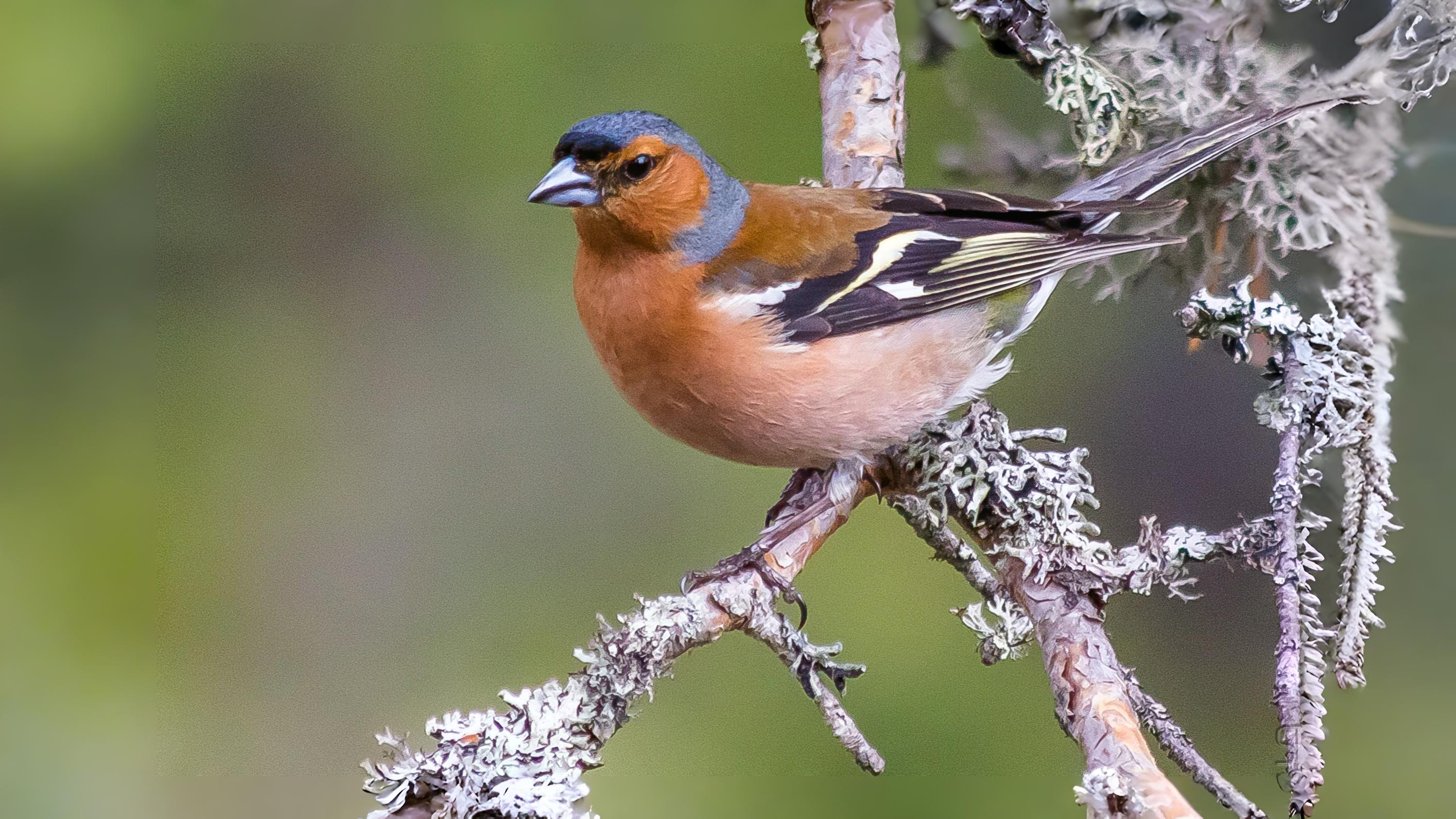 05-Oct London's Gathering Flocks Section Image